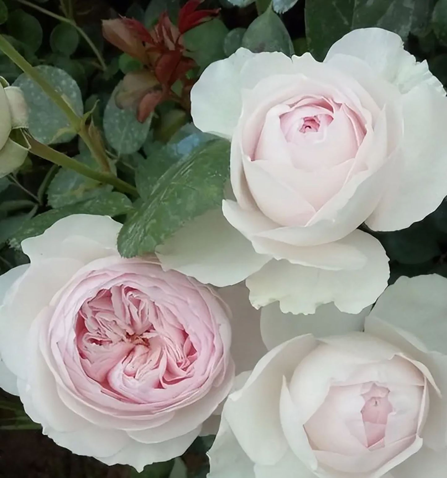 #SPJ257,Les Fraises 草莓奶昔, Japanese Shrub Rose, Large, Upright, Heat-tolerant, disease-resistant, Non-Grafted/Own Root.