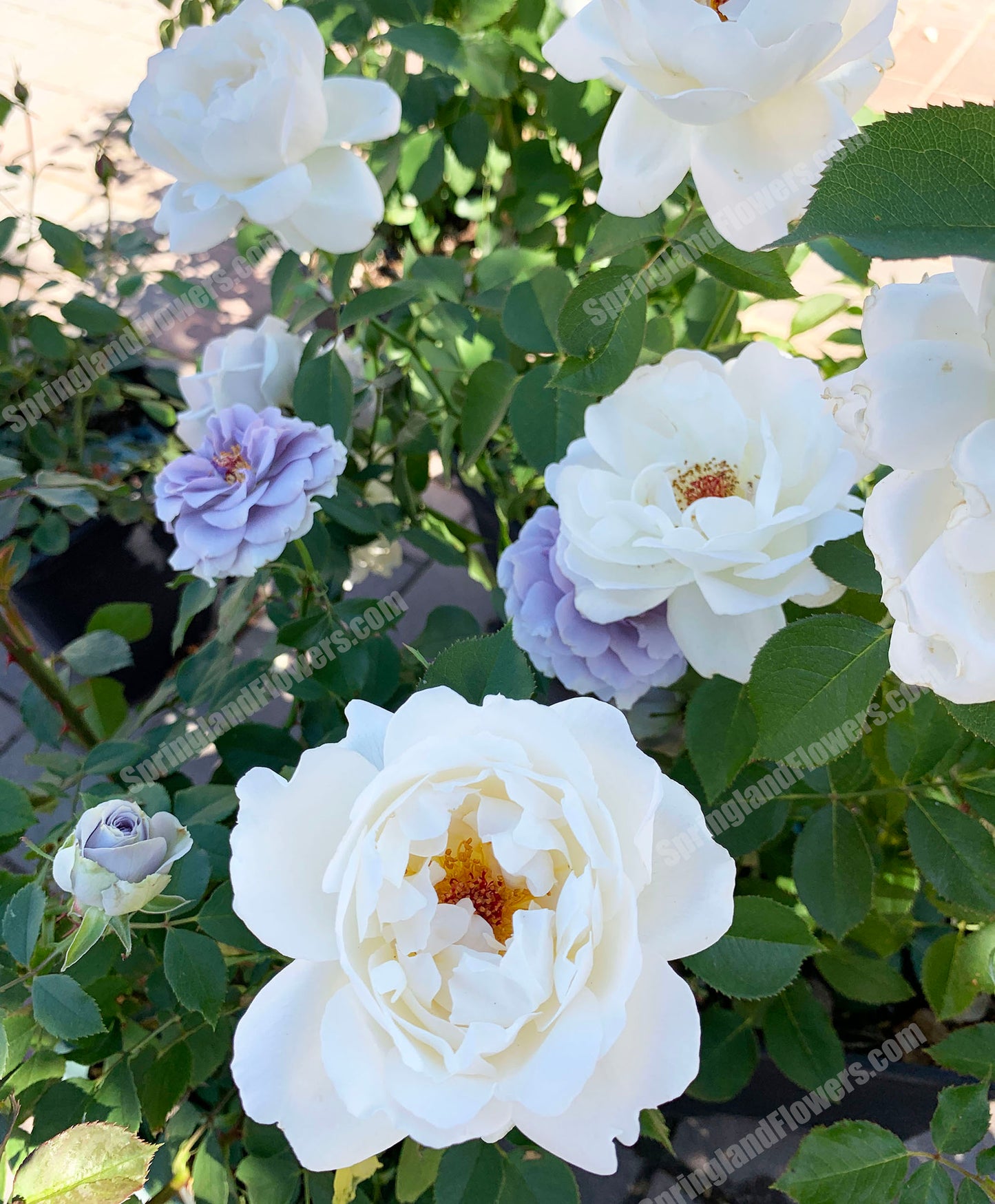 #SPJ089,Neoantique Cygne 新天鹅古董, Japanese Florist Shrub Rose, Non-Grafted/Own Root.
