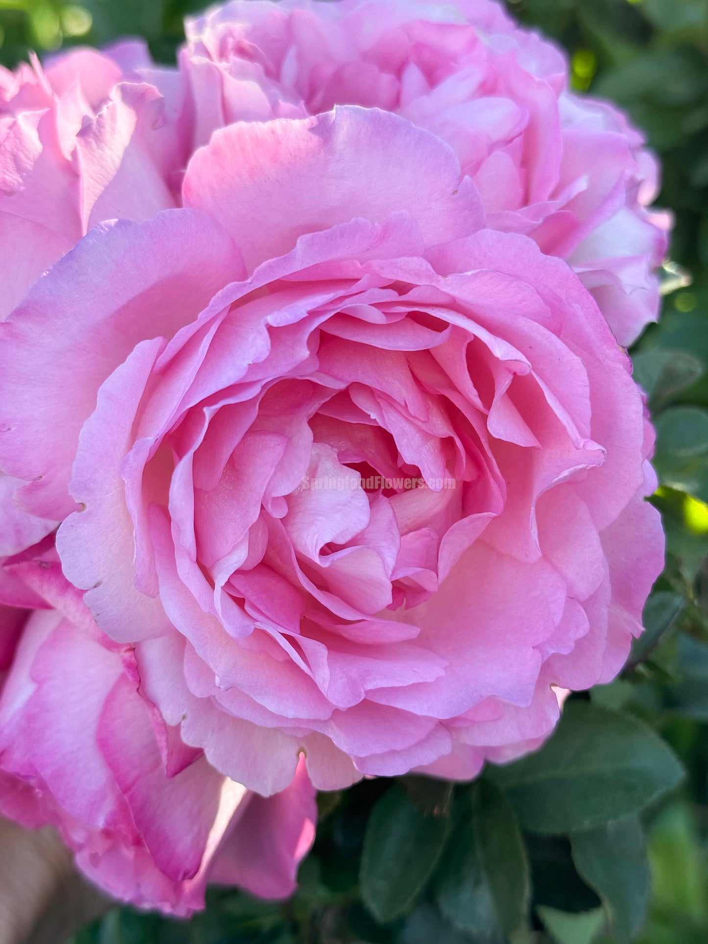 #SPJ098,Rien Rose 河本绊,Japanese Floribunda Rose,Fragrant and Thornless, Strong Disease Resistance, Non-Grafted/Own Root.