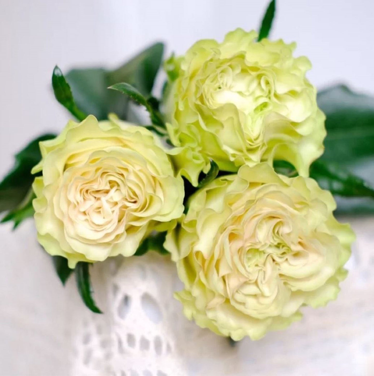 #SPN118,extremely similar to Dynamic 琉璃翠, Netherlands Florist Shrub Rose.