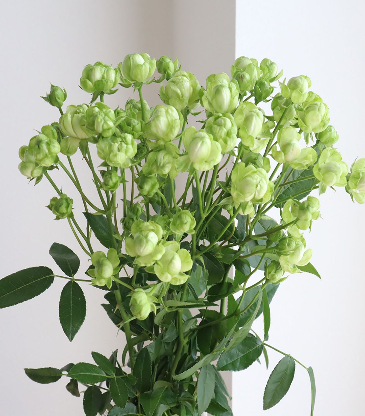 #SPJ107, Eclaire 埃克莱尔/闪电,Japanese Rose , Heat-tolerant, disease-resistant, Thornless,Non-Grafted/Own Root.