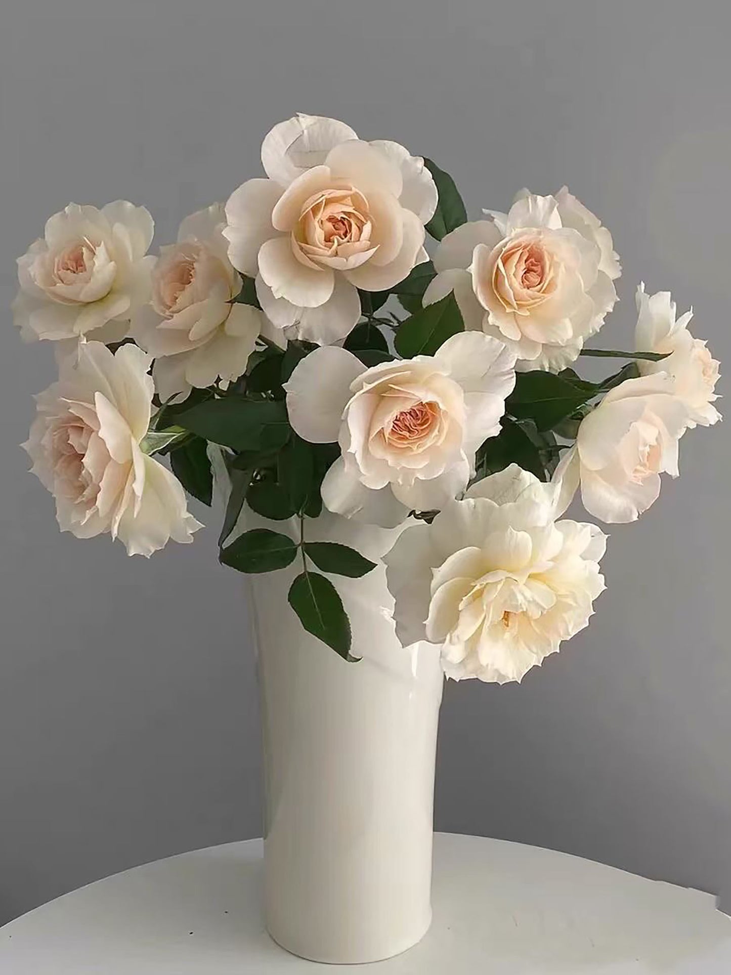 Royal Diva/Opera Queen 皇家迪瓦/歌剧皇后,Shrub Rose, Non-Grafted/Own Root.