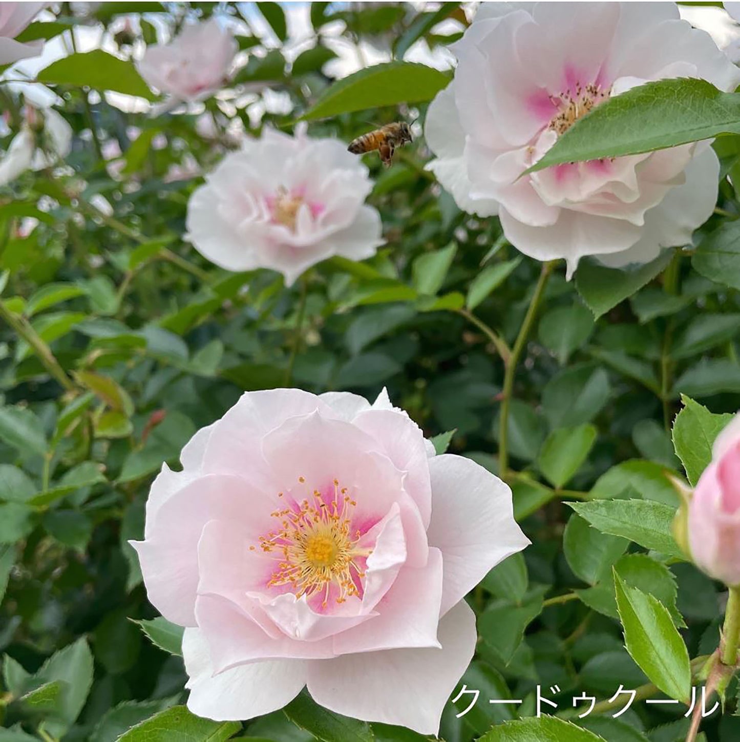 #SPJ047 ,Coup de Coeur 一见钟情,Japanese Floribunda Rose, Disease-Resistant, Non-Grafted/Own Root.