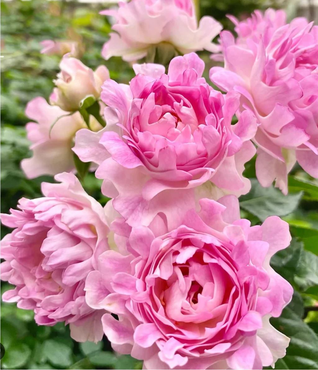 Sea Anemone 海的女儿, Shrub Rose, Non-Grafted/Own Root.