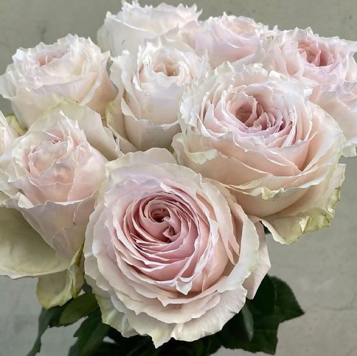 #SPJ120,Tsumugi Fuli 锦绸富力, Japanese Florist Shrub Rose.