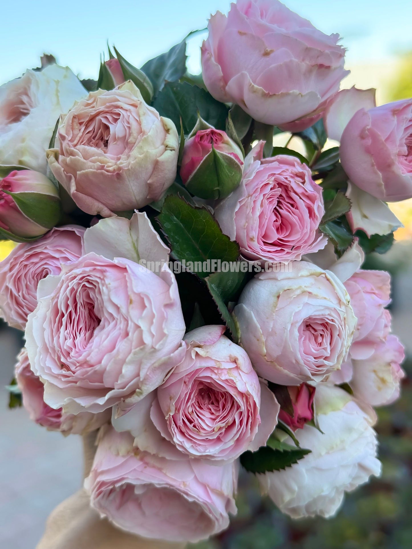 M-Pink Moon 粉月亮,Japases Floribunda Rose, Florists Rose. Thornless, Heat-tolerant, disease-resistant, Non-Grafted/Own Root.