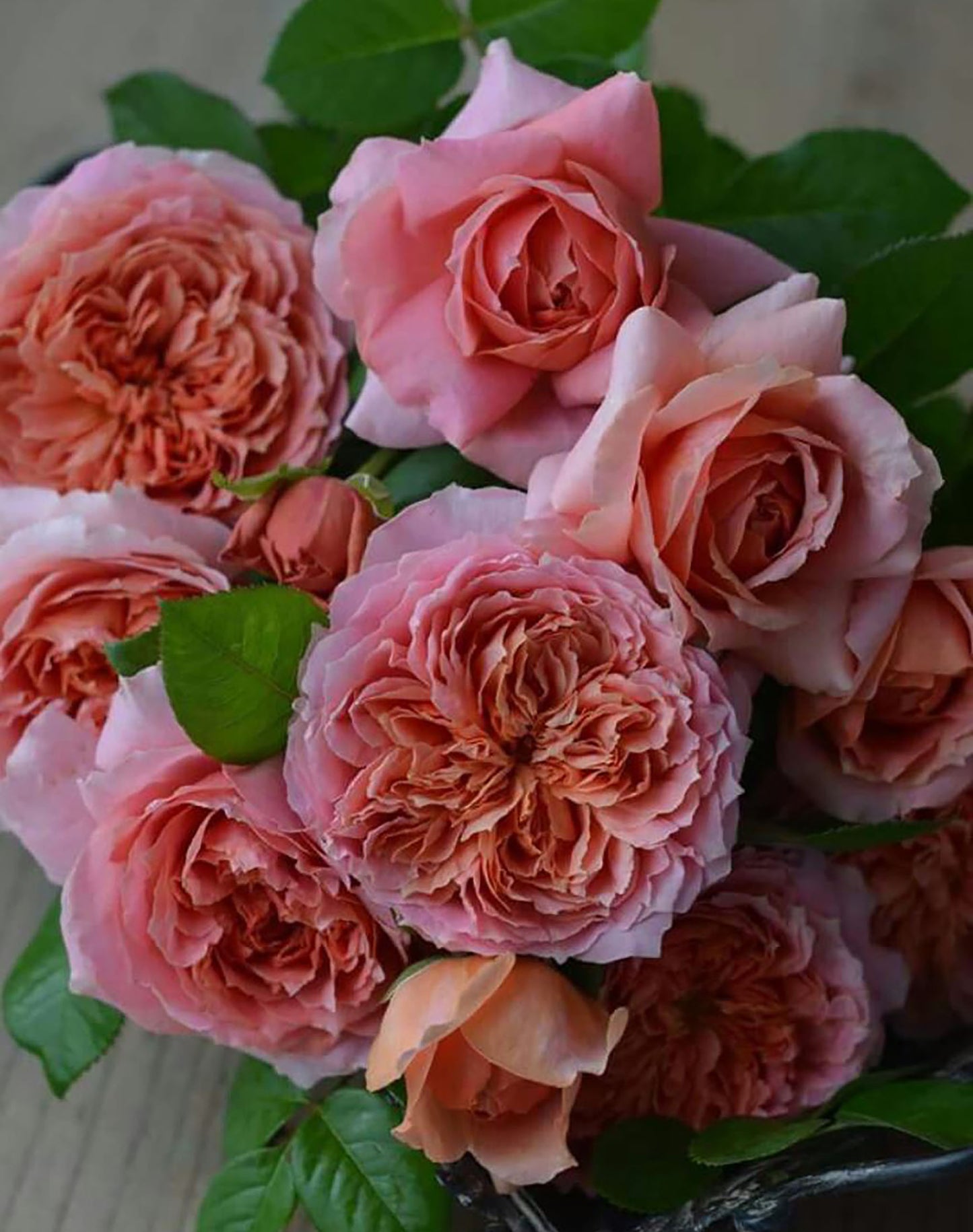 #SPJ182, Moulin de la Galette 煎饼磨坊, Japanese Shrub Rose,Strong Disease Resistance, Heat-Tolerant , Own Root.