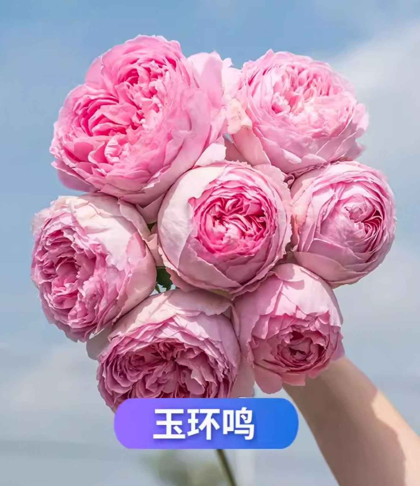 #SPC286, NEW! 2022. YuHuanMing 玉环鸣, Floribunda Rose. Non-Grafted/Own Root.