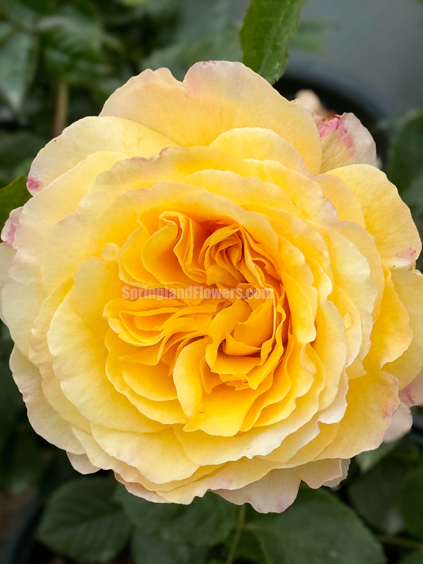 #SPF165, France Info 法国电台,Shrub Rose, Non-Grafted/Own Root.