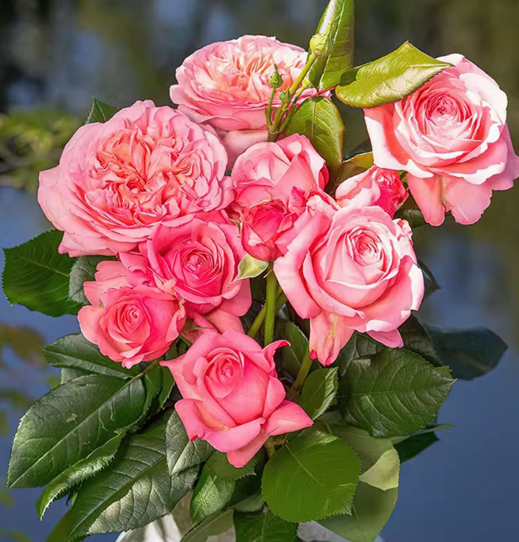 #SPF127,extremely similar to Jean de La Fontaine 枫丹,Shrub Rose, Large, Disease Resistance, Non-Grafted/Own Root.