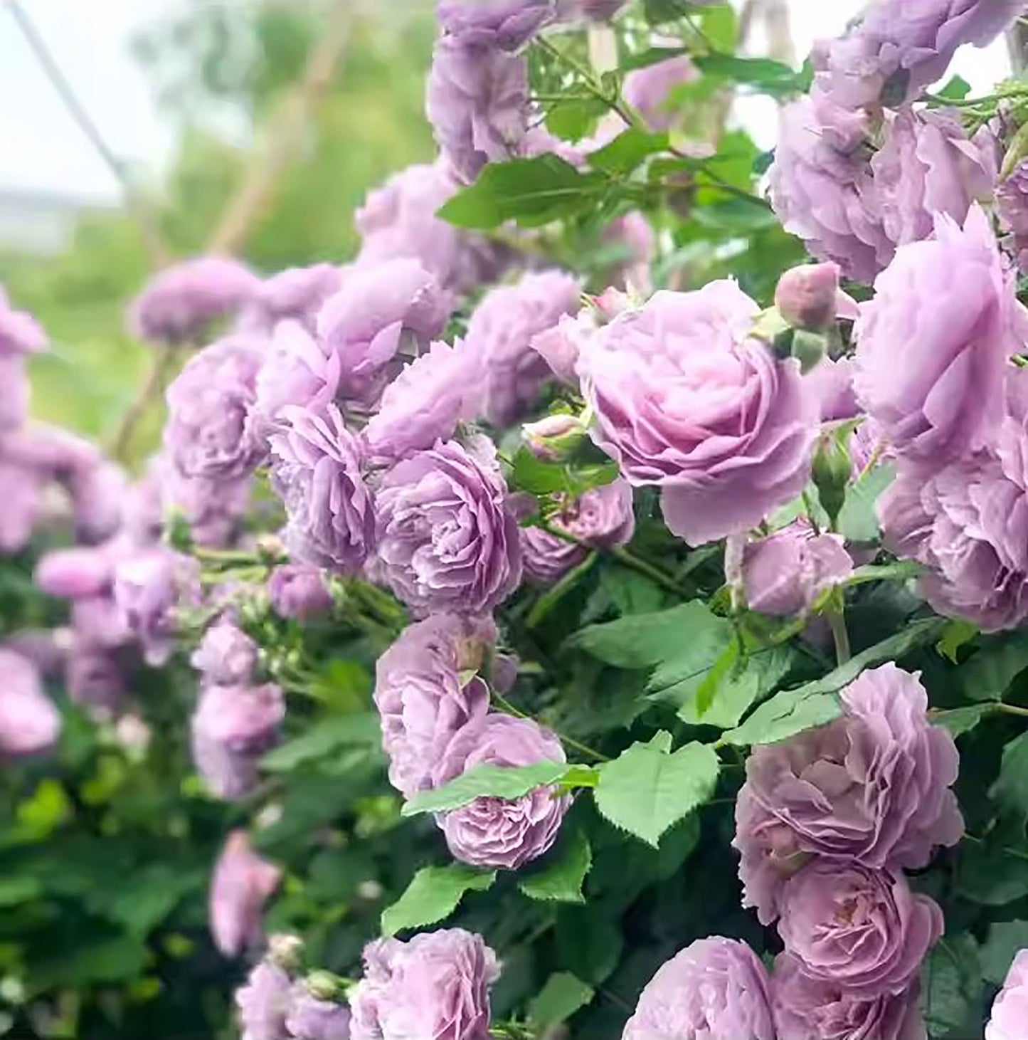 #SPJ108, Lavender Bouquet 薰衣草花环, Japanese Climbing Rose, Thornless, Non-Grafted/Own Root.