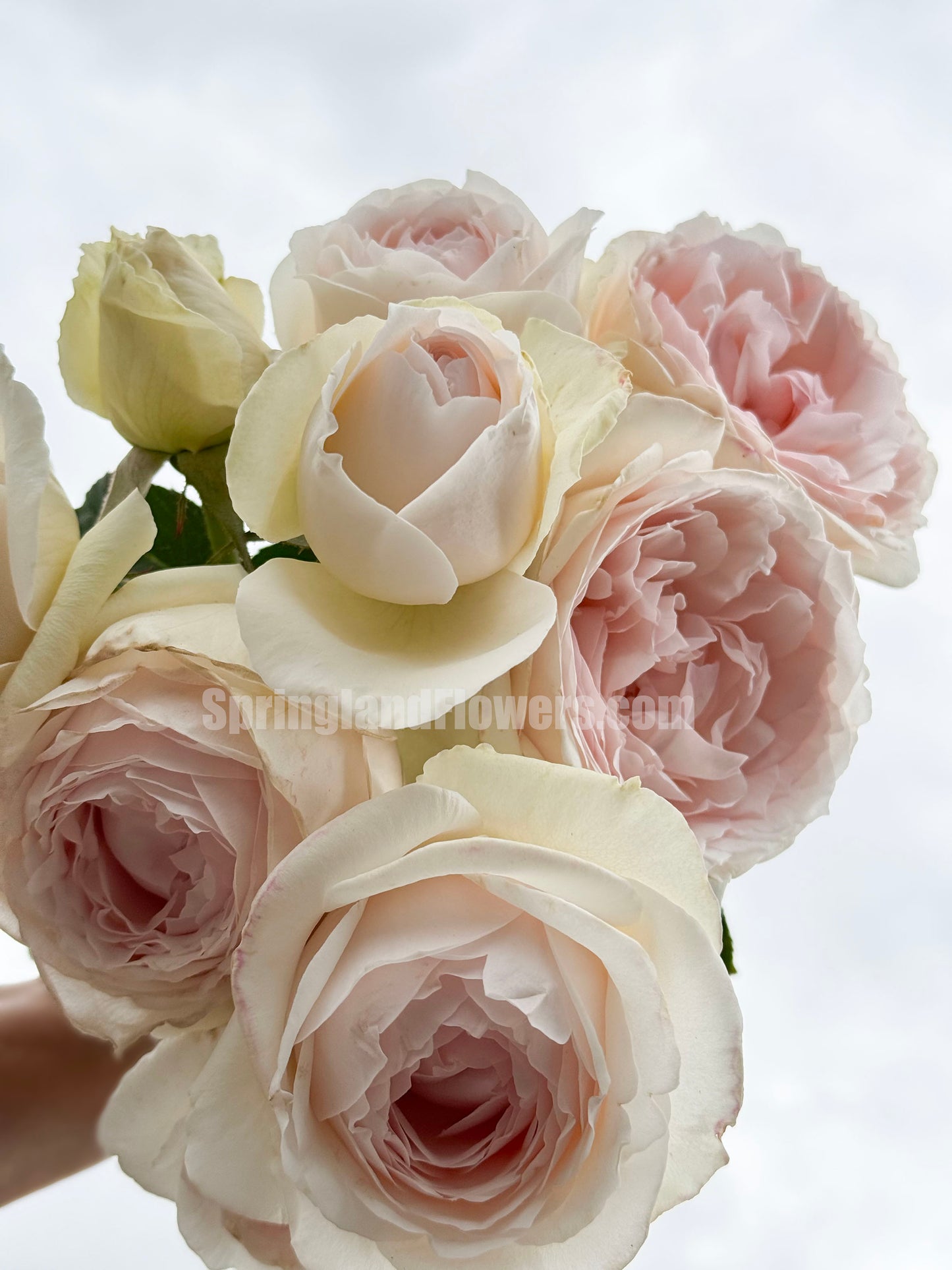 #SPJ167, Yuka 芳香之杯,Japanese Shrub Rose,Non-Grafted/Own Root.