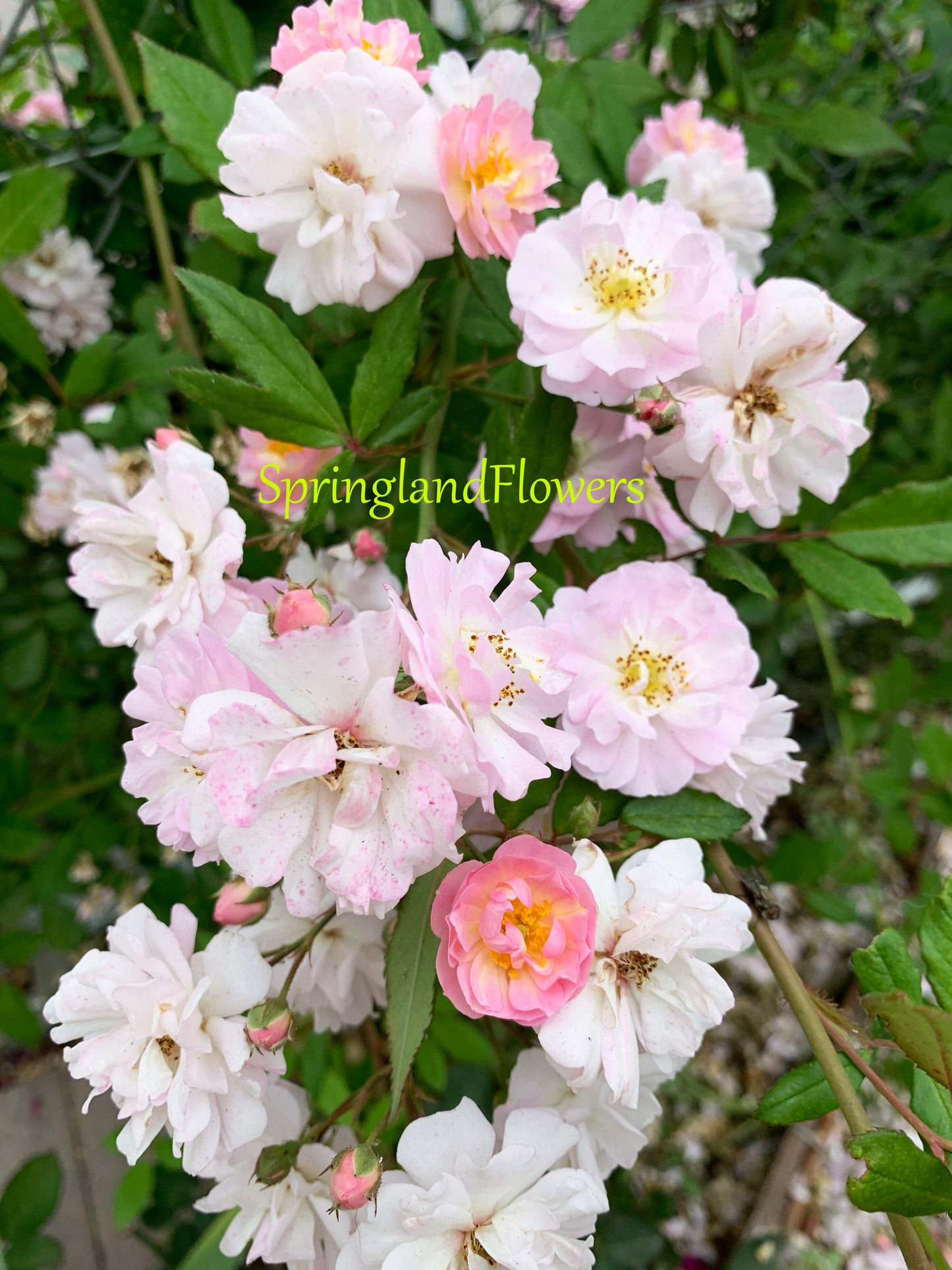 #SPQ013,Perfume Breeze 微风香水,Climbing Rose, Non-Grafted/Own Root.1 Gal.