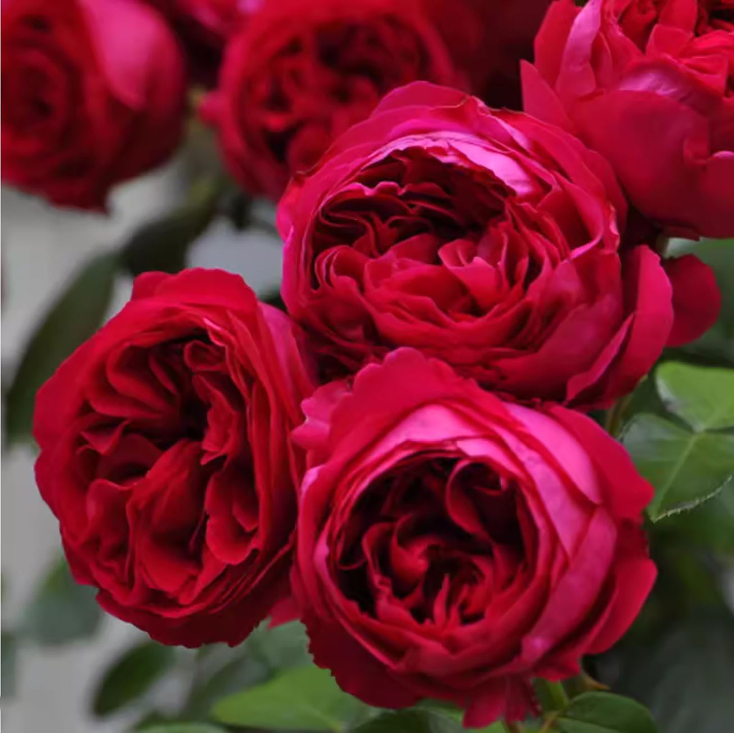 Red Eden 红色龙沙, Climbing Rose, Non-Grafted/Own Root.