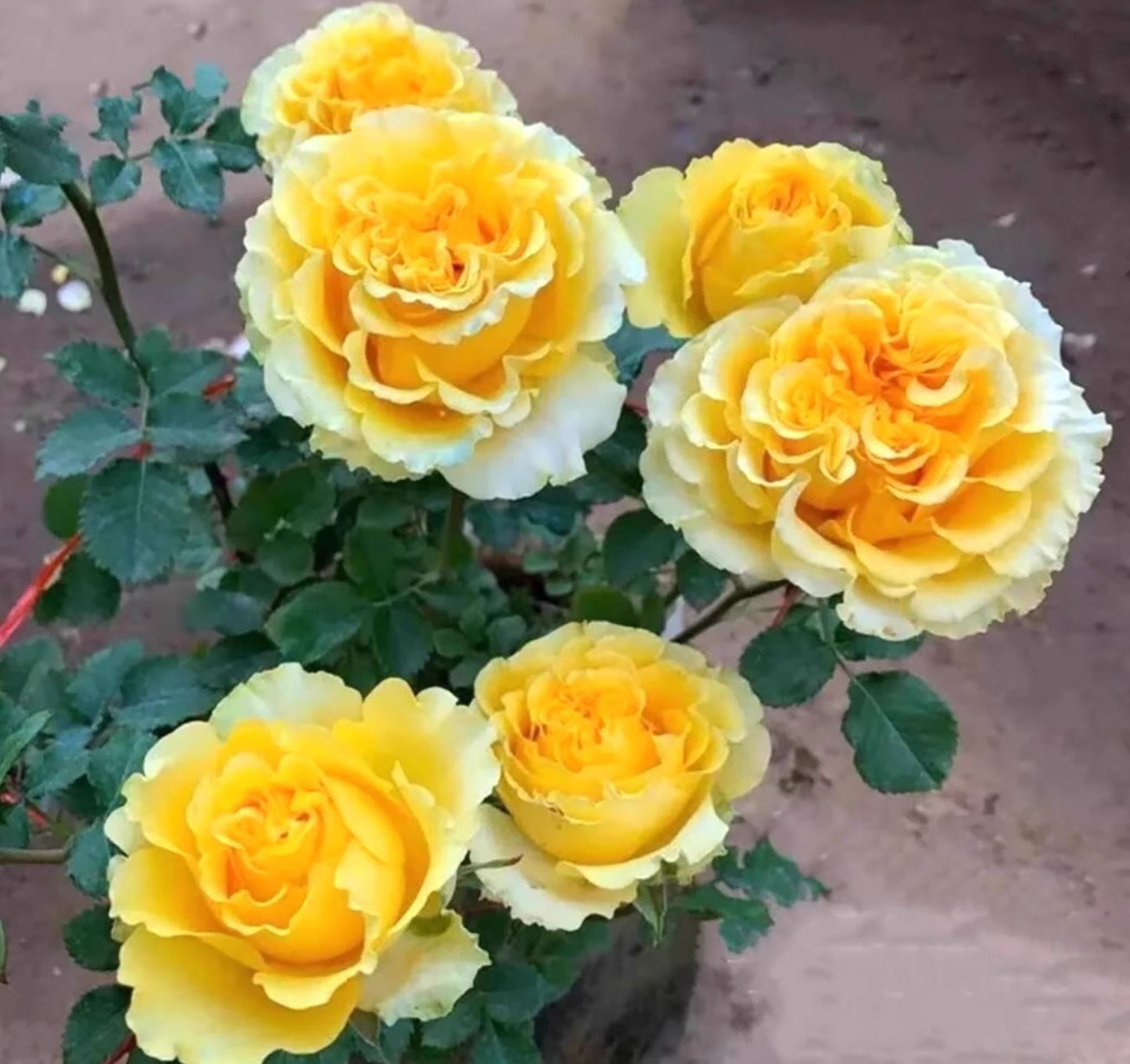 #SPJ068,extremely similar to Shell 贝壳, Japanese Shrub Rose, Large, Long Single-Flower Period, Non-Grafted/Own Root.