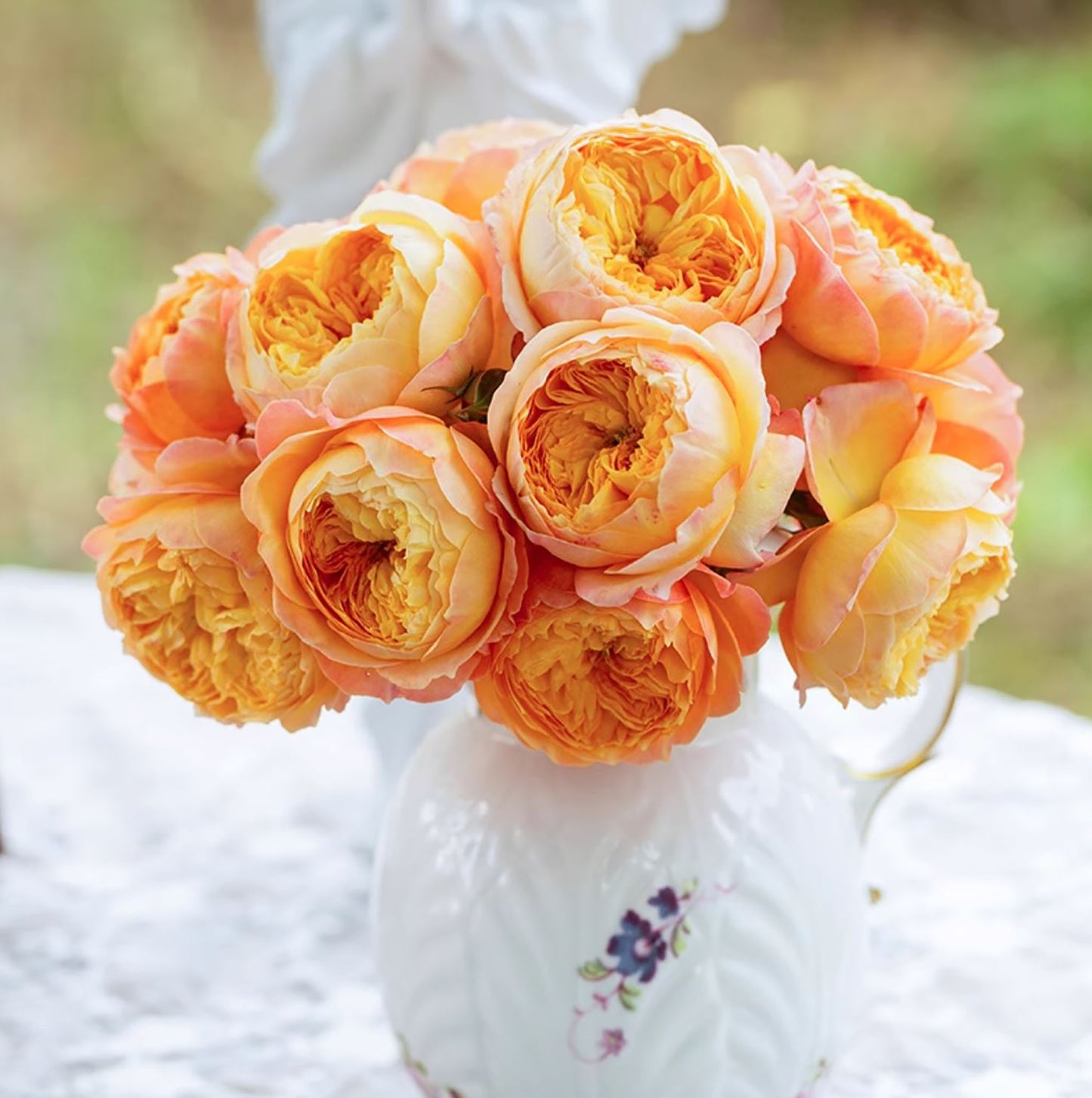 #SPC195,Plump Apricot 杏子肥, Floribunda Rose, Non-Grafted/Own Root.