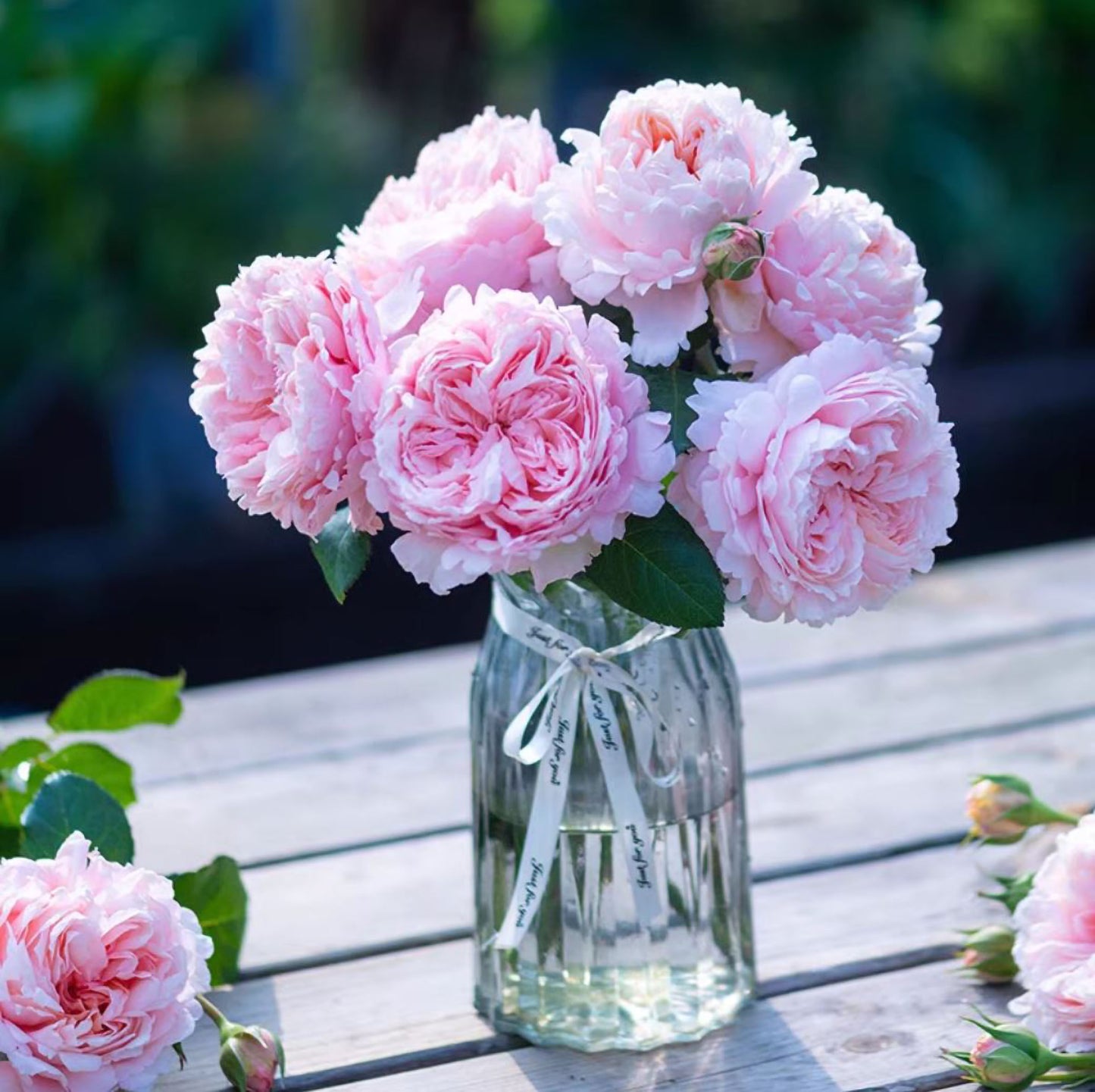#SPC209, NEW ! 2022. YANZI 妍姿,Floribunda Rose,Heat-tolerant, disease-resistant, Non-Grafted/Own Root.