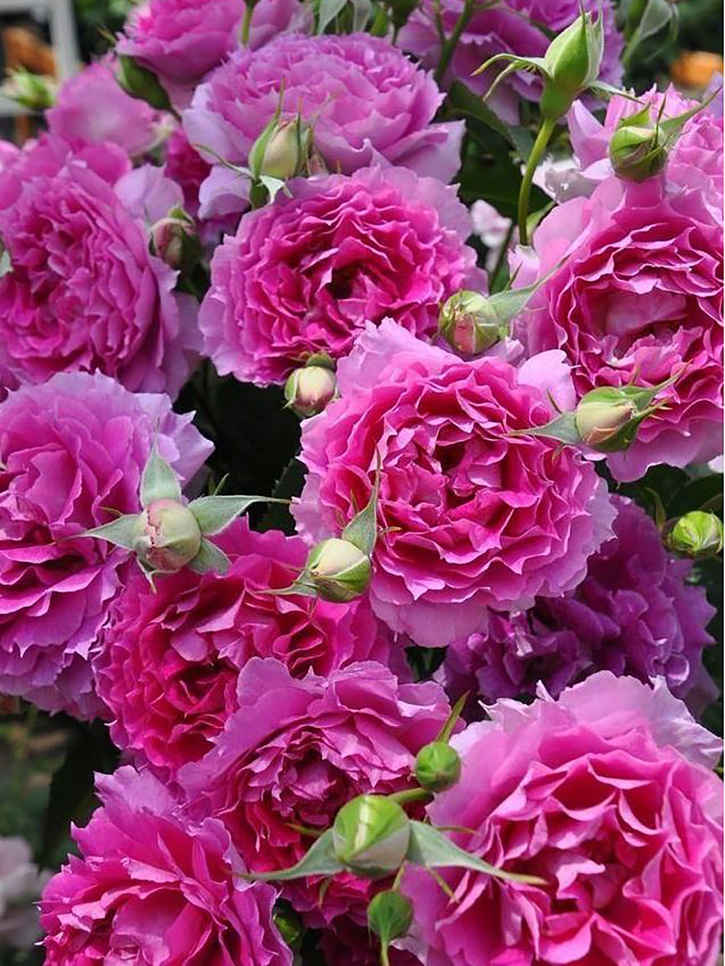 #SPJ067, Sheherazad 天方夜谭, Japanese Floribunda Rose, Thornless, Strong Fragrance, Non-Grafted/Own Root.