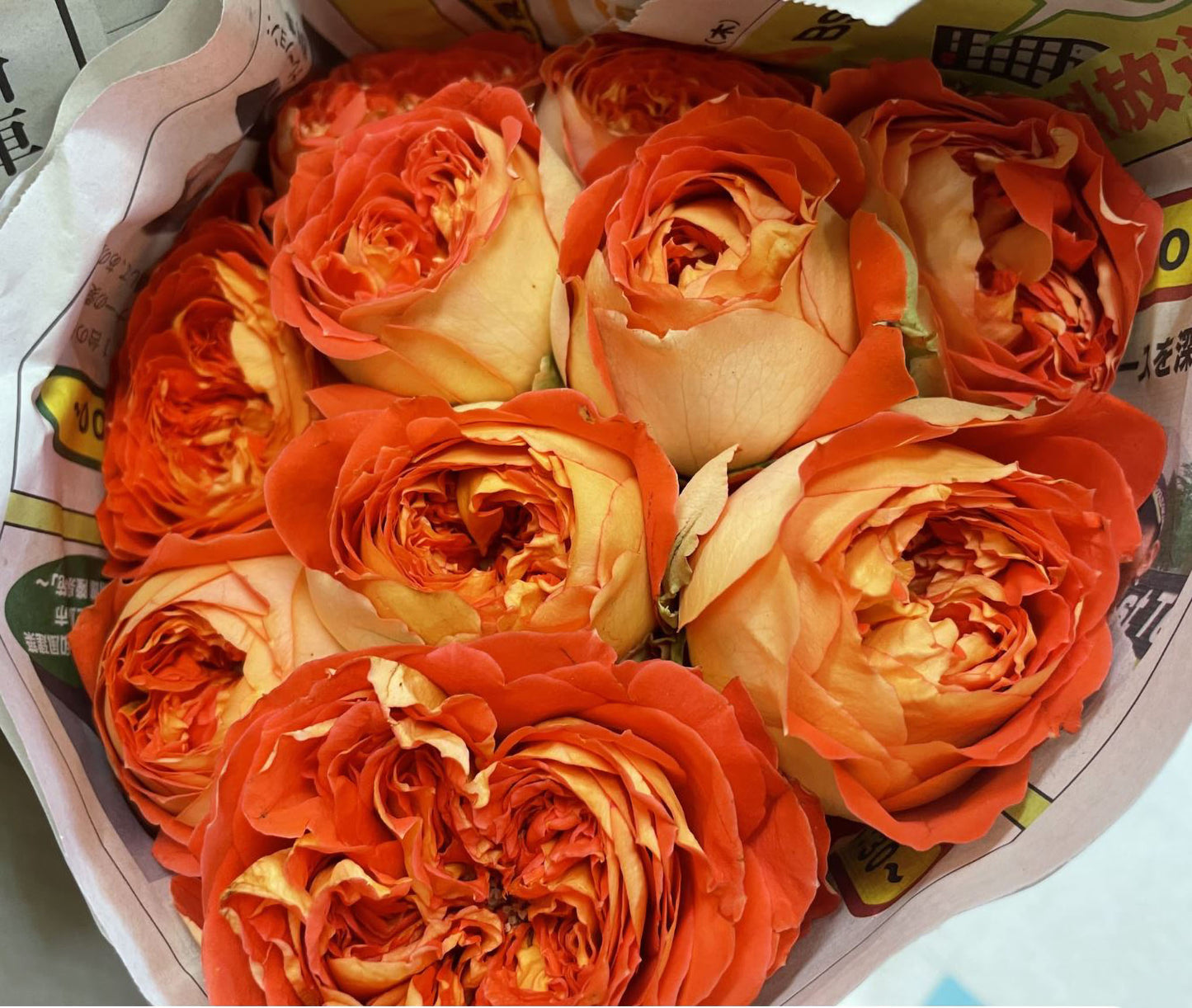 #SPJ131,Arancia 橙意,Japanese Floribunda Rose, Non-Grafted/Own Root.