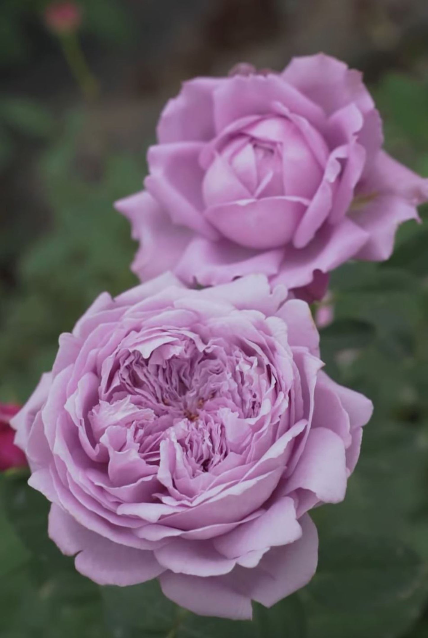 #SPC187, NEW! 2022. Blue Silken Orb 蓝丝球,Floribunda Rose, Thornless, Heat-tolerant, Disease-resistant.