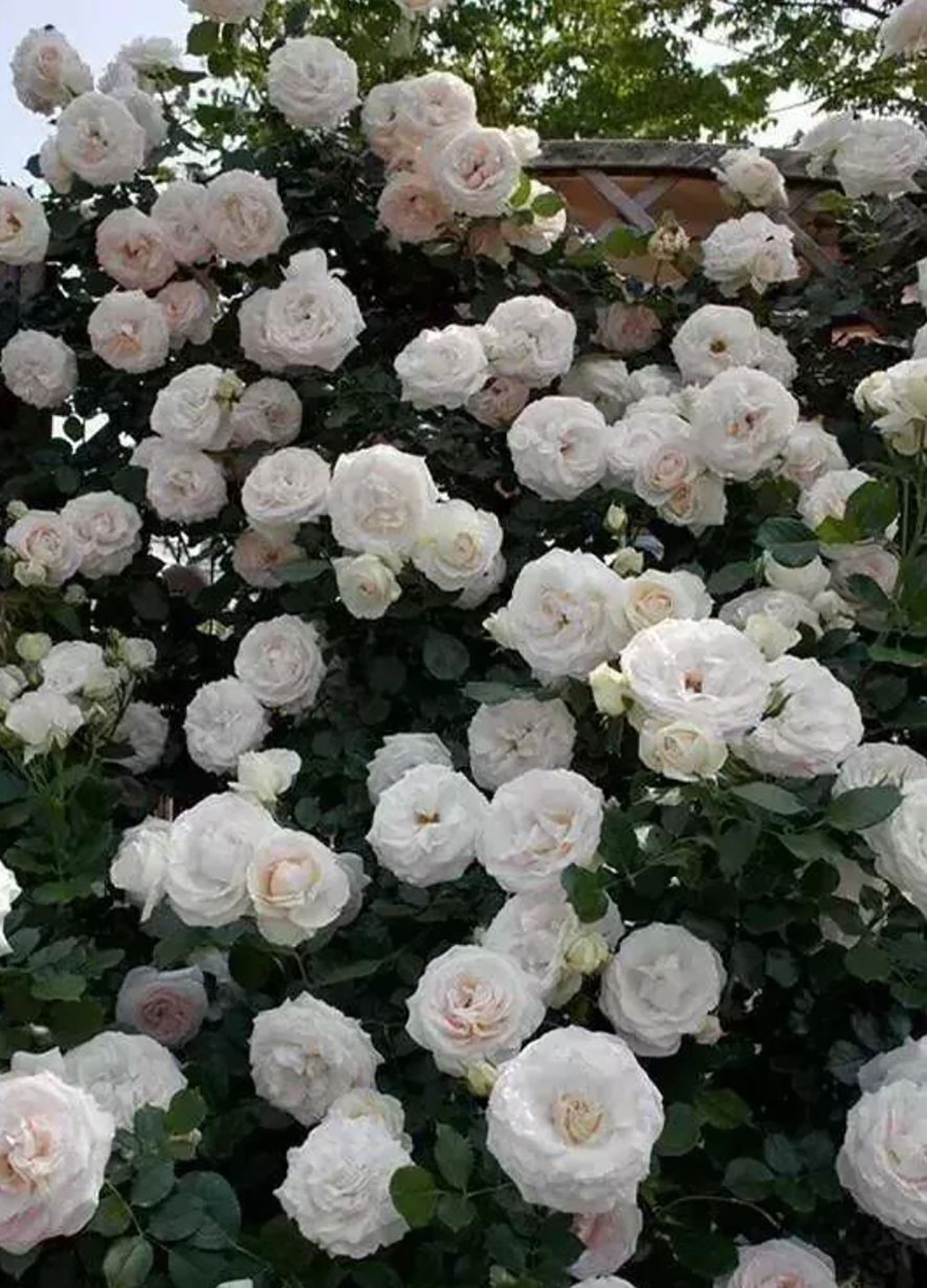 White Eden Climber 白色龙沙宝石,Non-Grafted/Own Root