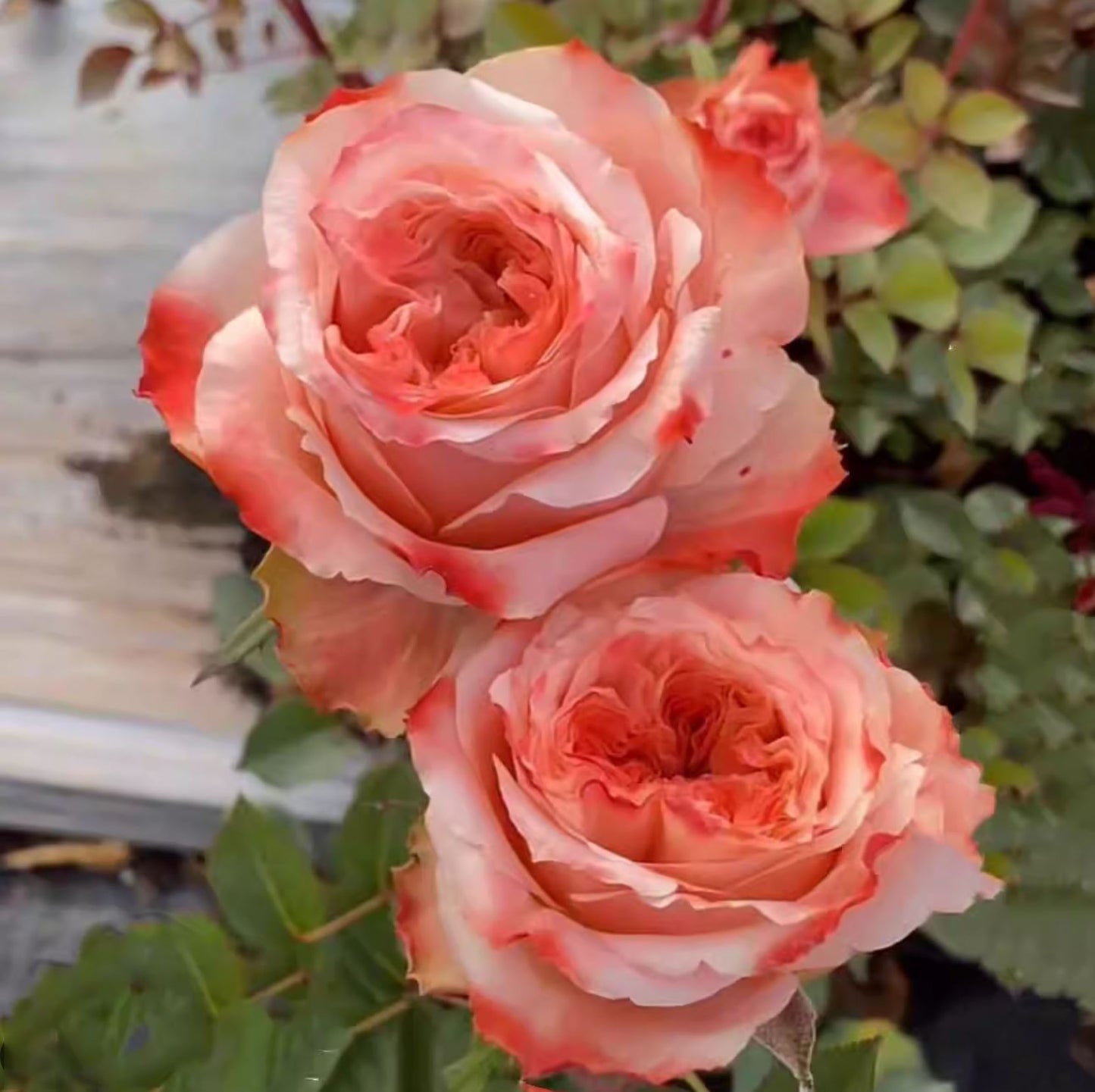 #SPN163,Funky Peach 方可桃,Florist Cutting Rose,Non-Grafted/Own Root.