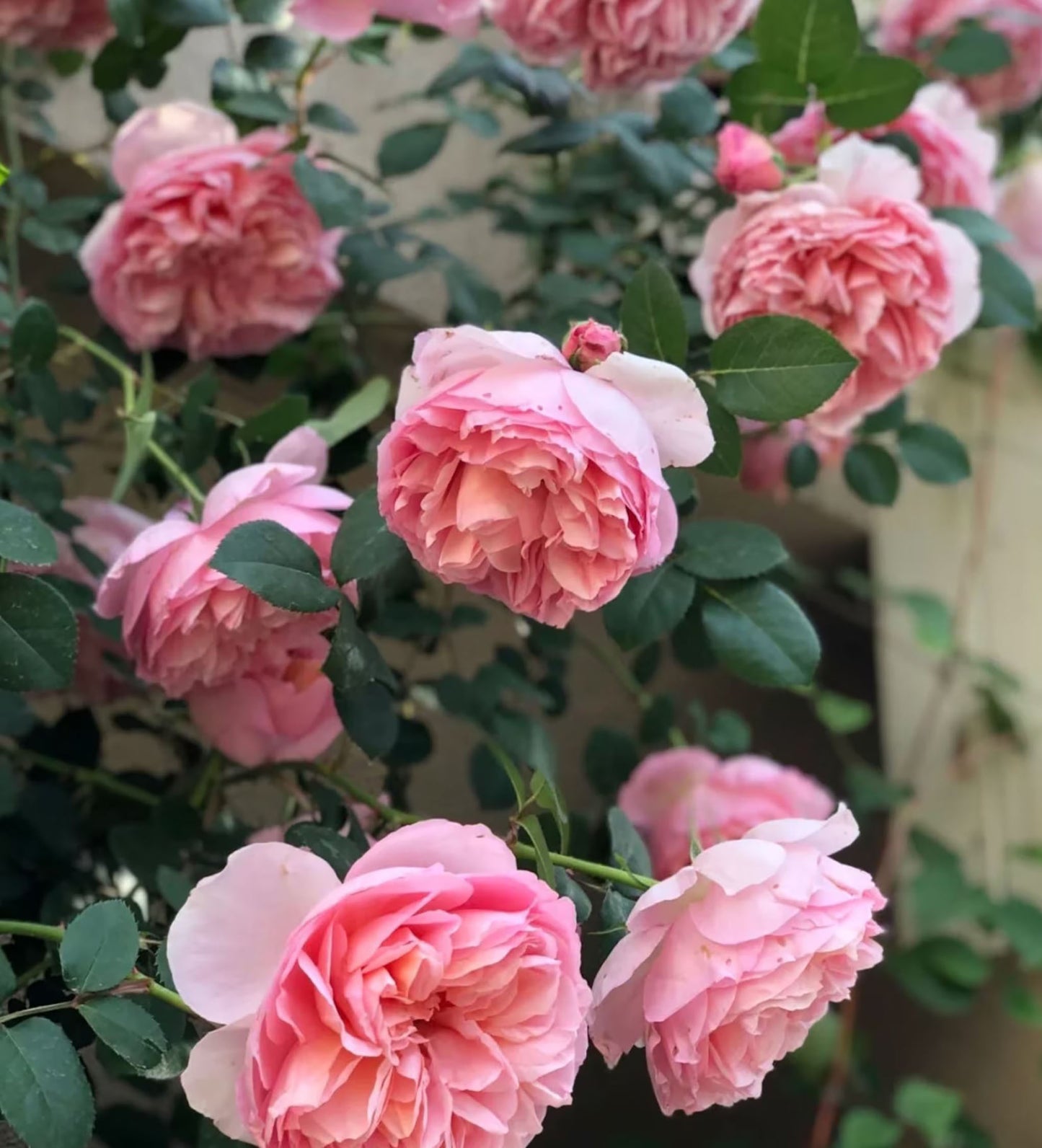 #SPF034,Dames de Chenonceau 舍农索城堡的女士,Climbing & Shrub Roses, Non-Grafted/Own Root.