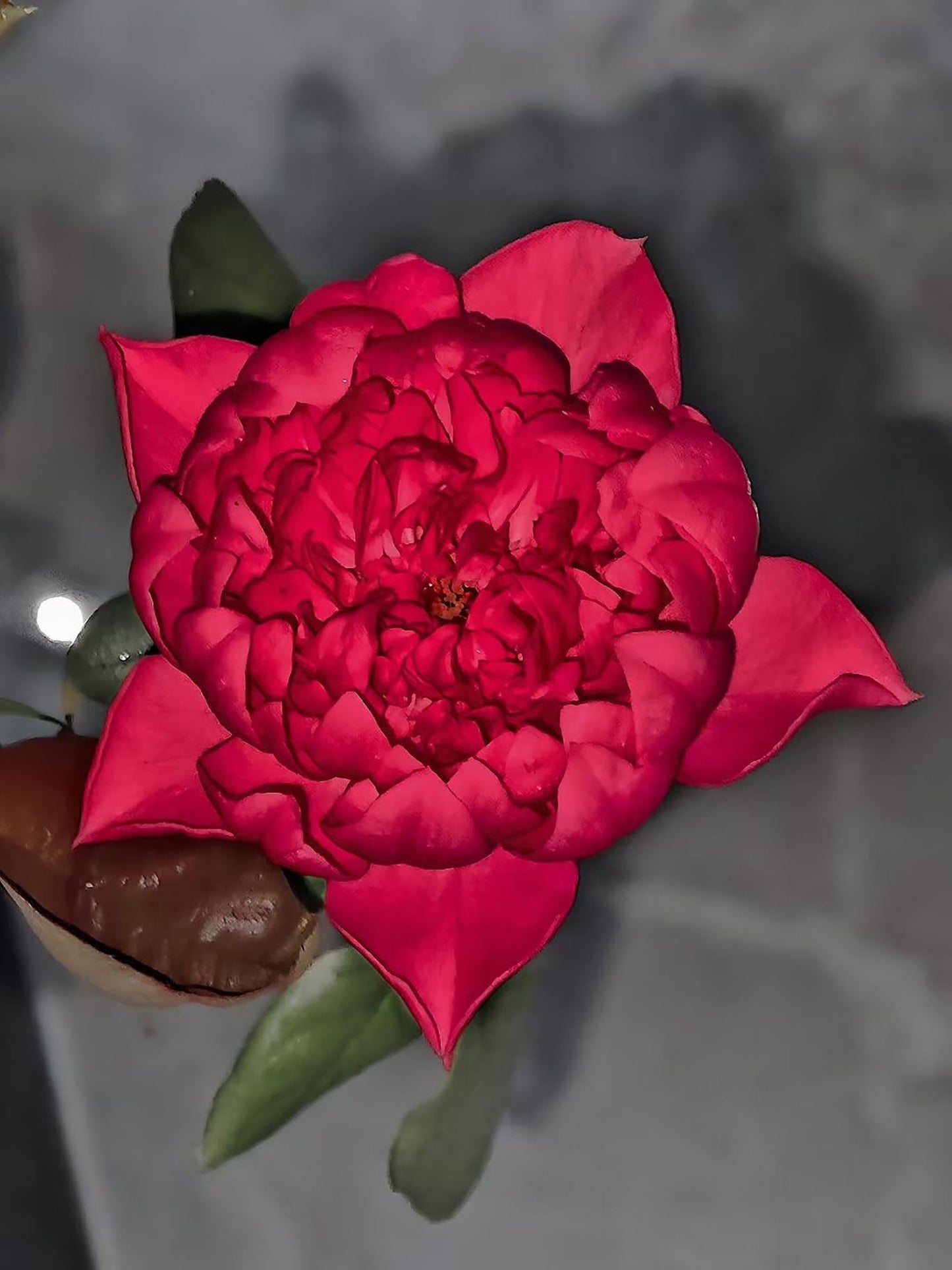 #SPJ140,Crenadine Rose 石榴汁玫瑰 ,Japanese Florist Shrub Rose, Non-Grafted/Own Root.