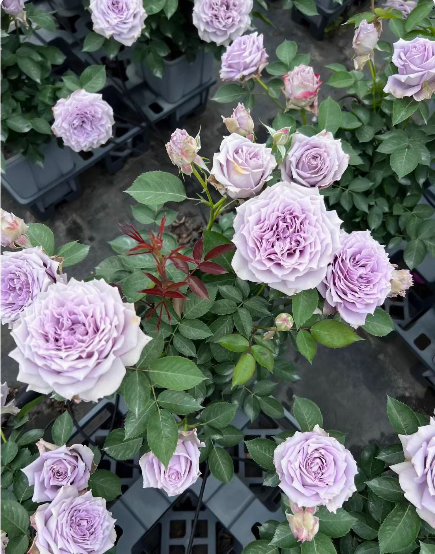 Lavender Moonlight 紫月光,Chinese Floribunda Rose, Non-Grafted/Own Root.