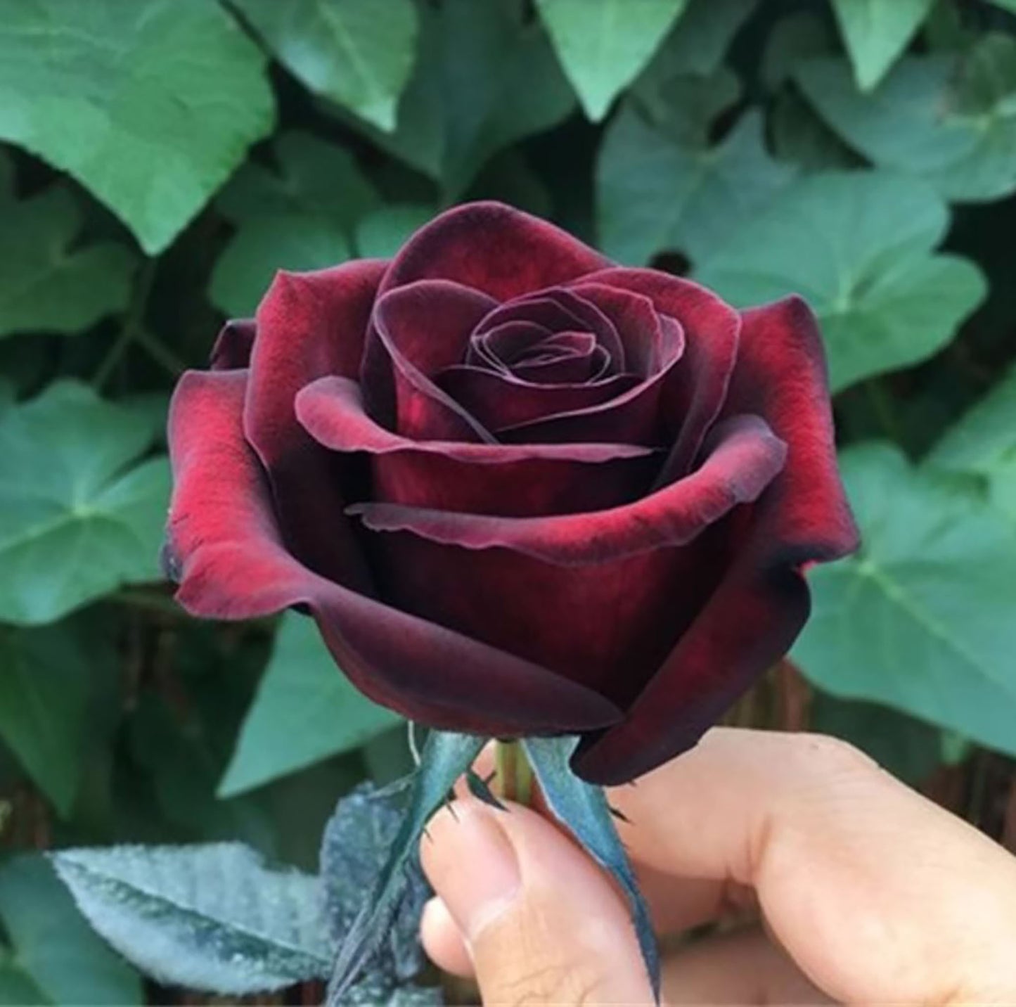 Black Baccara 黑巴克,Florist Shrub Rose, Non-Grafted/Own Root.