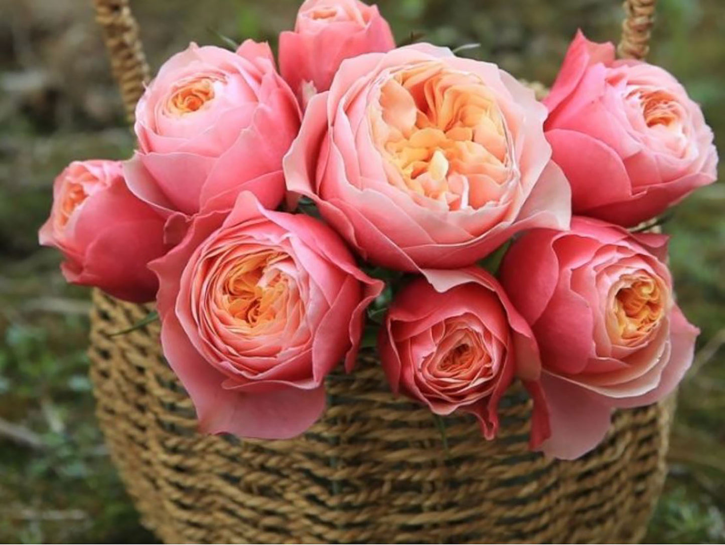 #SPN150, Vuvuzela 温柔珊瑚心,Shrub Rose,Non-Grafted/Own Root.