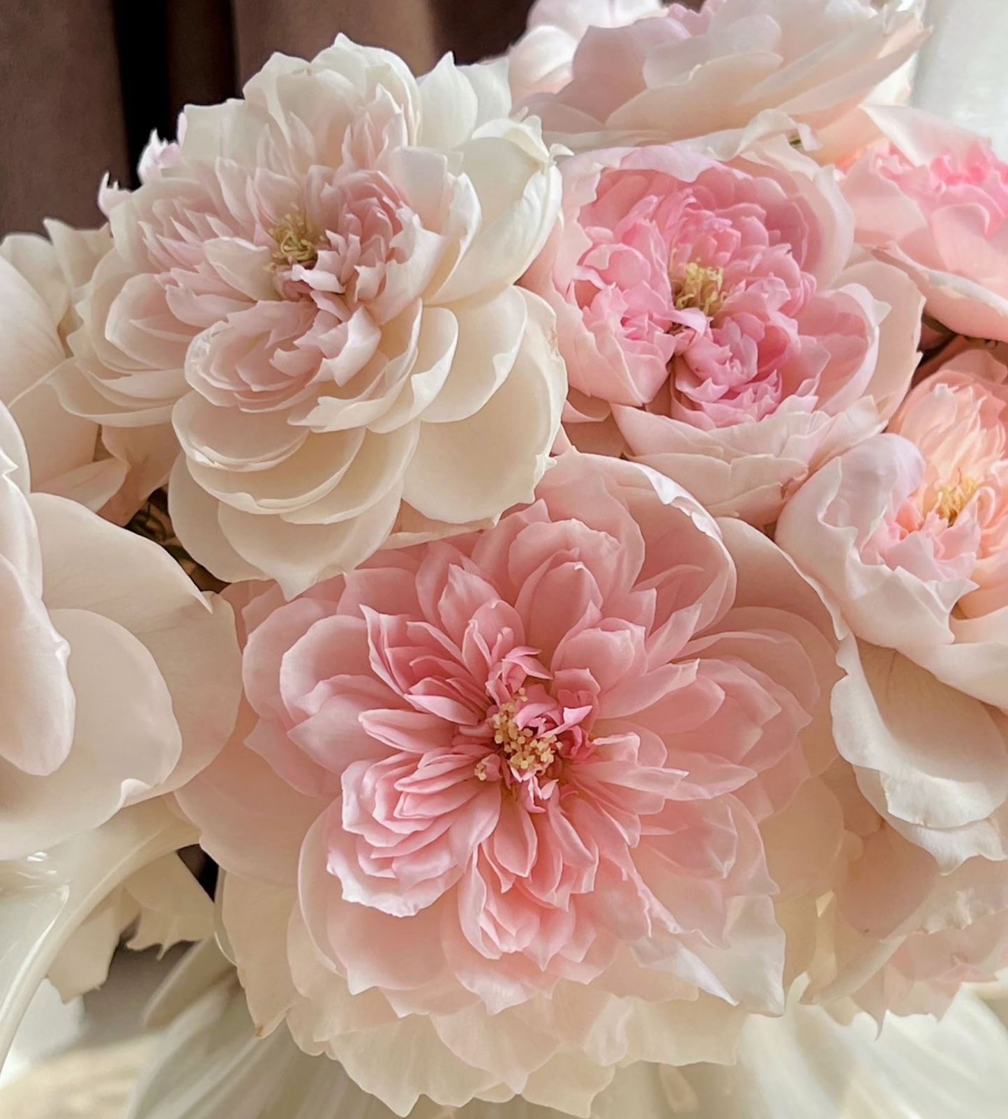 Blossom of Love/JiaShu ,Shrub Rose,Heat Resistant, Non-Grafted/Own Root.