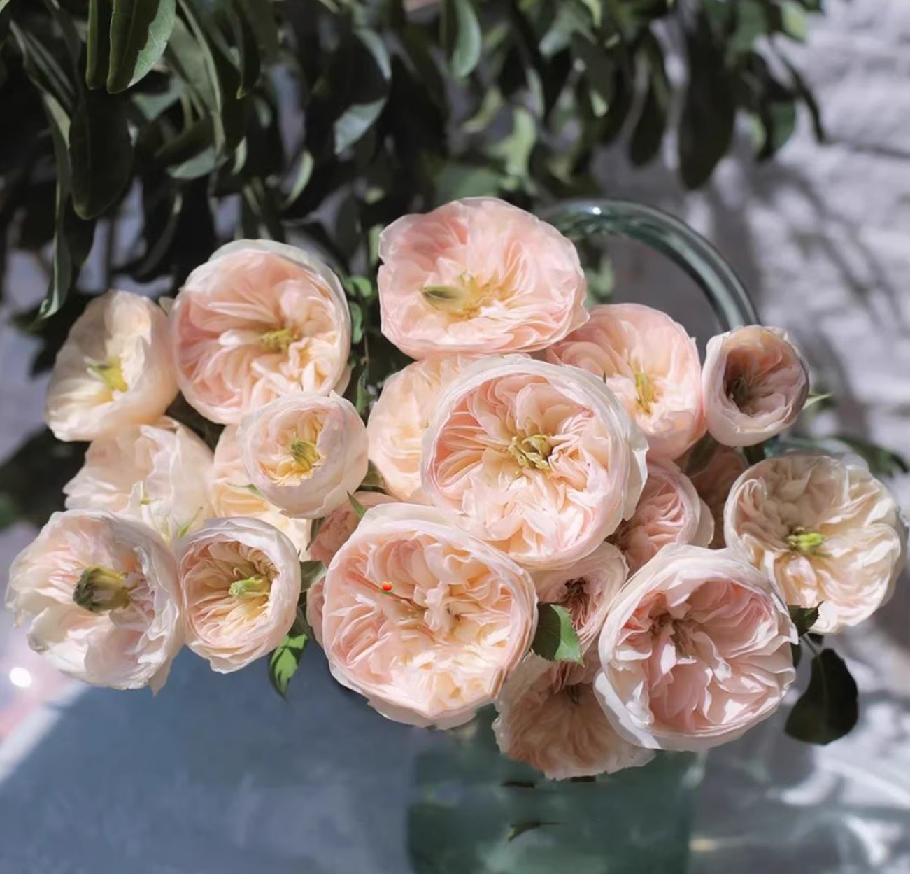 #SPJ152, Extremely Similar to Tinkerbell 昭君,Florist Shrub Rose, Non-Grafted/Own Root.