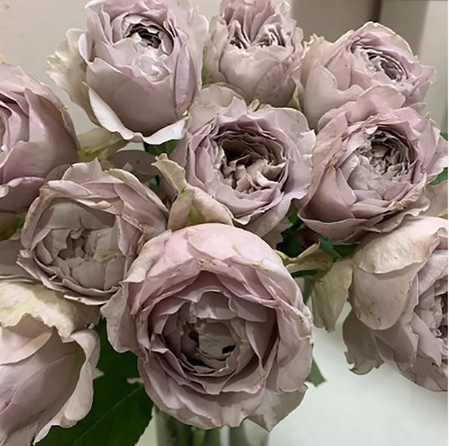 #SPJ103, Sharitetowa 慈善, Japanese Shrub Rose, Non-Grafted/Own Root.