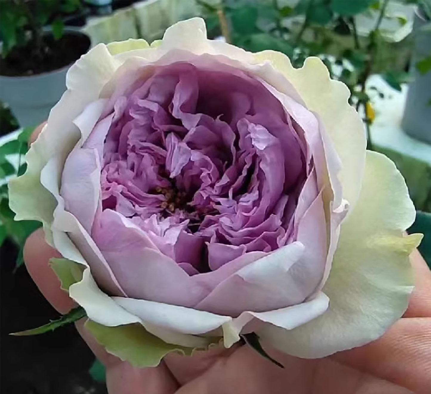 #SPJ048,extremely similar to Coffret 首饰盒, Japanese Shrub Rose,Heat Resistant, Non-Grafted/Own Root.