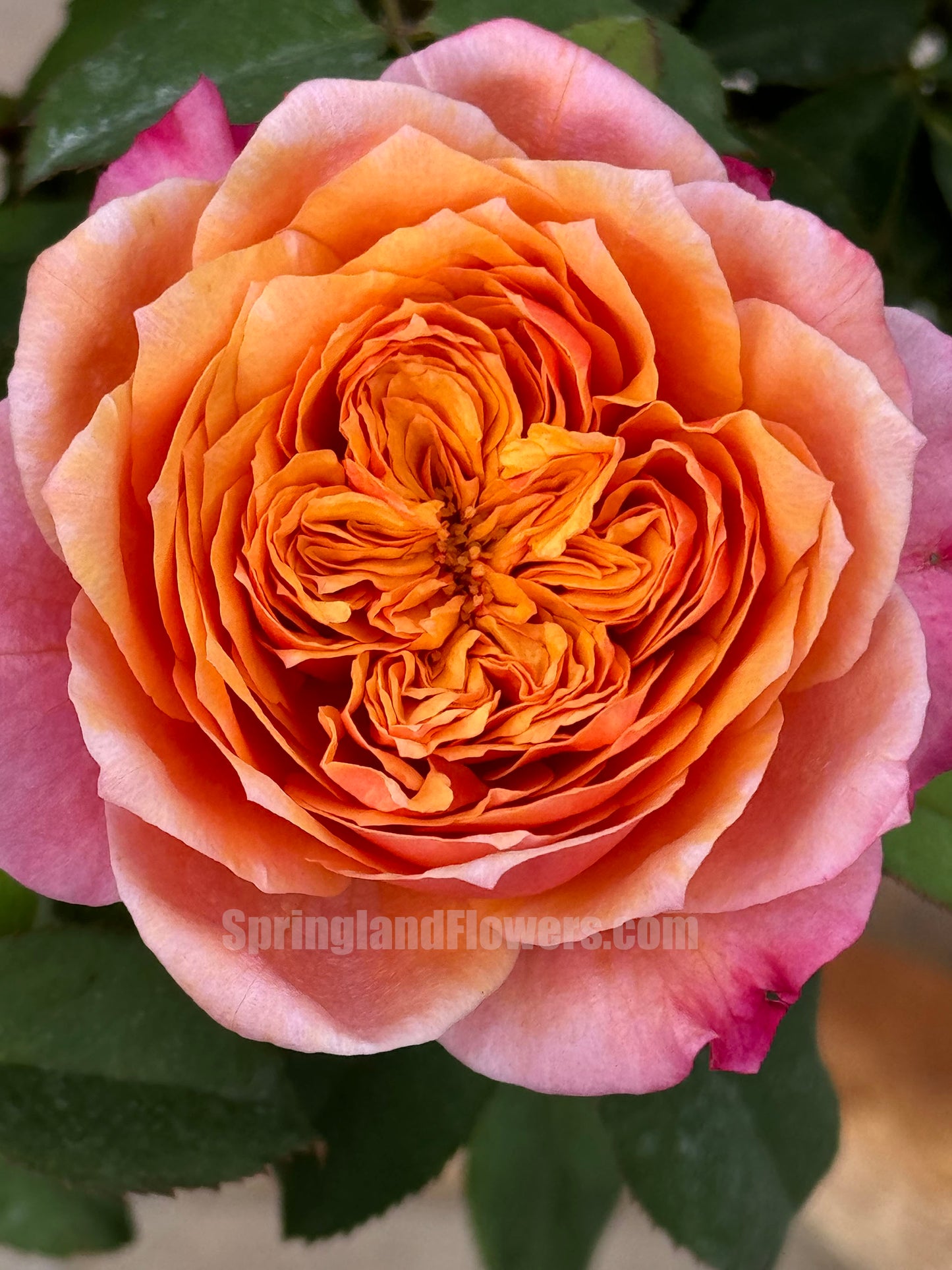 #SPJ035, Miyabi 雅,Florist Shrub Rose, Non-Grafted/Own Root.