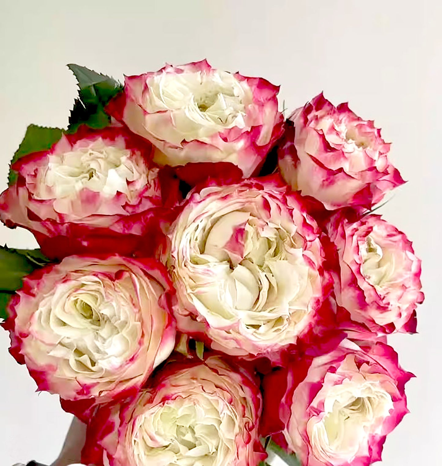 Rose Apple Jack 苹果杰克, Non-Grafted/Own Root. disease-resistant plant, Continual Blooming.
