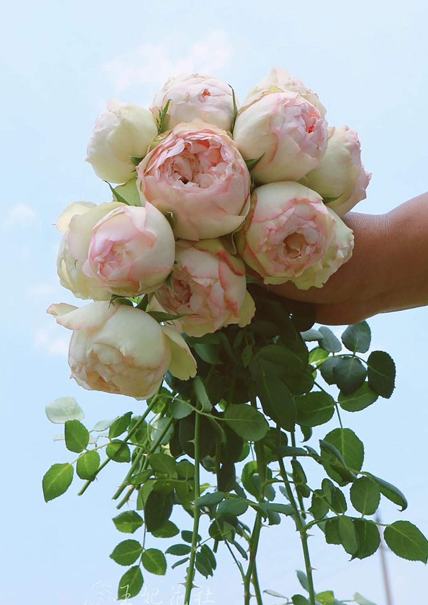 Strawberry Pie 草莓派,Chinese Shrub Rose, Non-Grafted/Own Root.