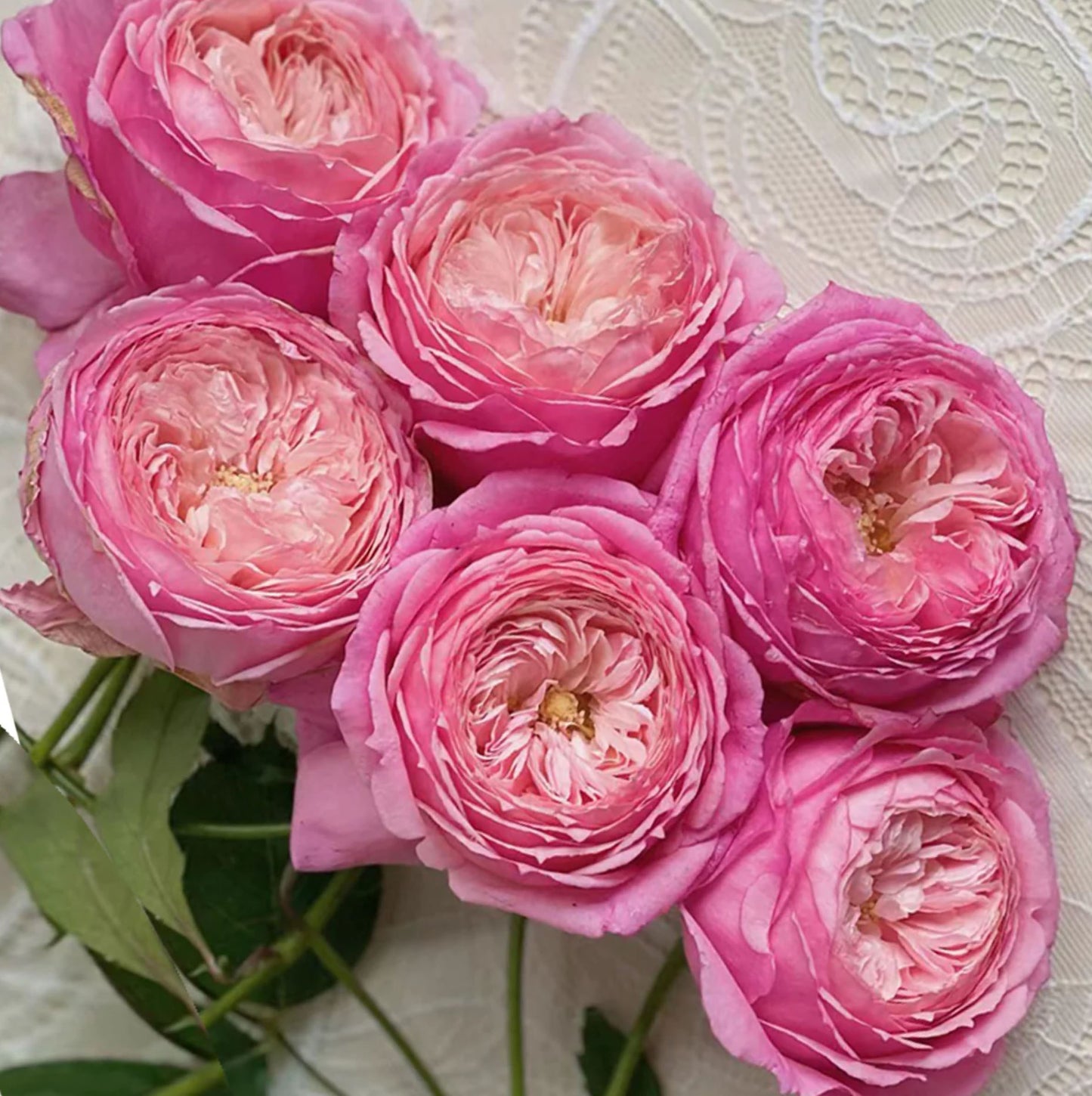 Lady's Heirloom 女人遗产, Non-Grafted/Own Root.