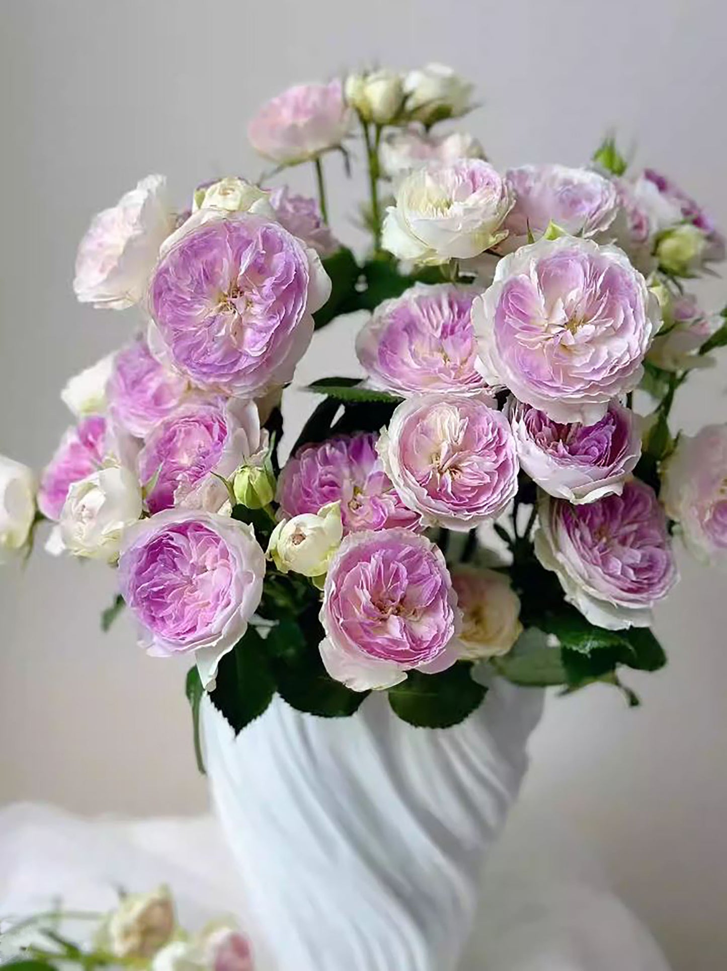 #SPJ012 , Blue Moon Stone 蓝月石, Japanese Floribunda Rose, Non-Grafted/Own Root.