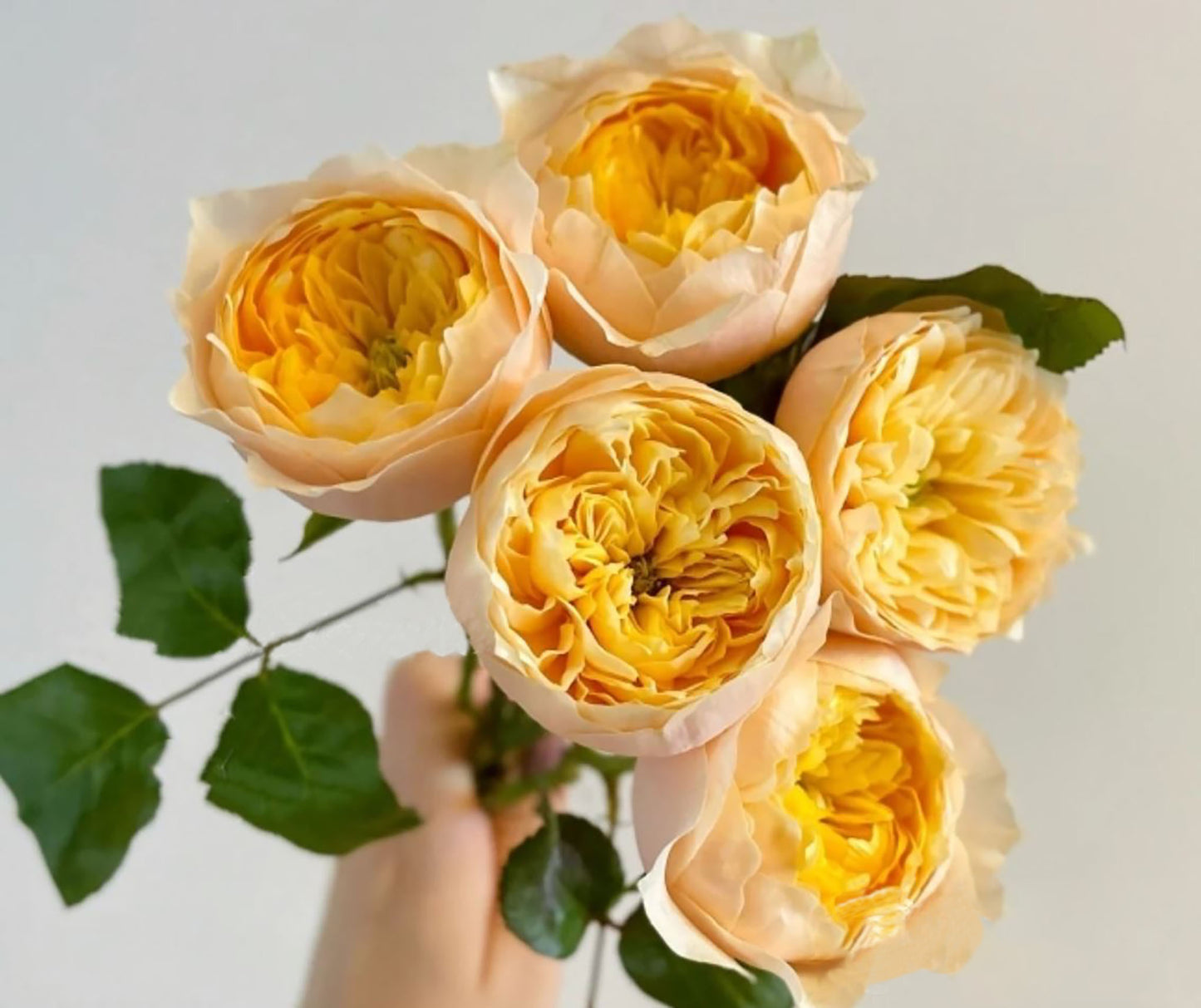 #SPN073, Golden Vuvuzela 金色珊瑚心, Florist Shrub Rose, Non-Grafted/Own Root.
