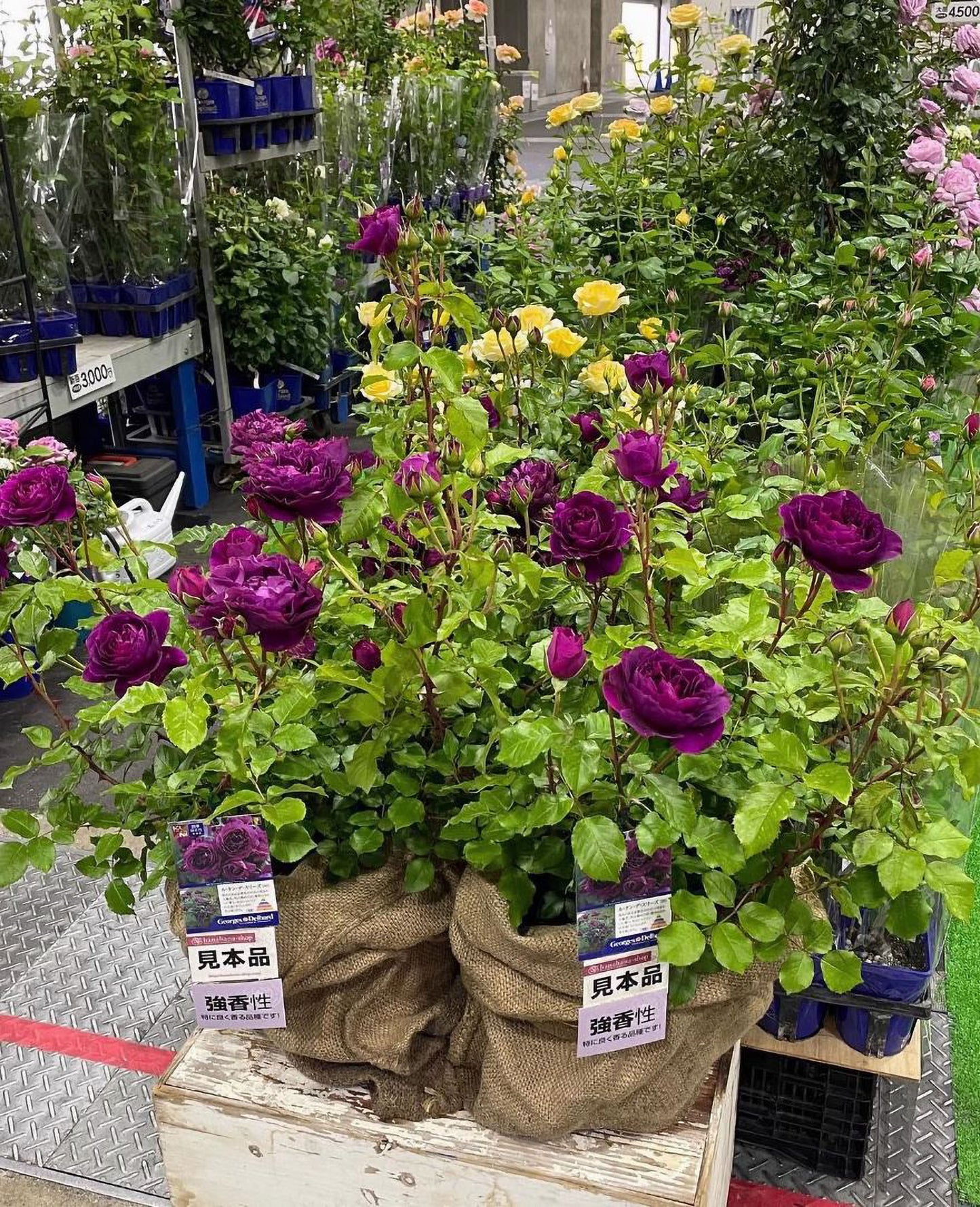 #SPJ138,NEW ! 2023. Extremely Similar to Le Temps Des Cerises 樱桃时节,Japanese Floribunda Rose, Non-Grafted/Own Root.