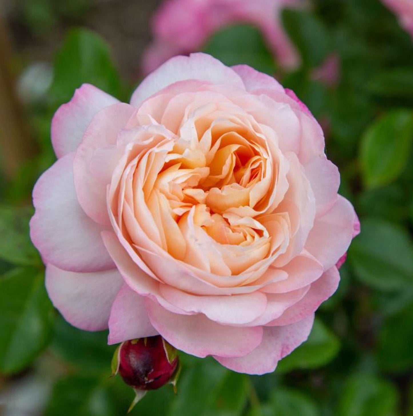 #SPF125,Extremely Similar to David Hockney 彩笔浪漫,Climbing & Shrub Roses, Non-Grafted/Own Root.