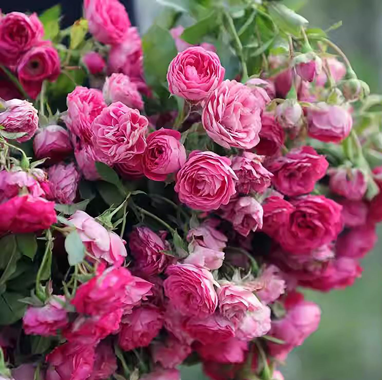#SPC230,Rouge Pearls 胭脂扣, Climbing Rose,Heat-tolerant, disease-resistant, Non-Grafted/Own Root.