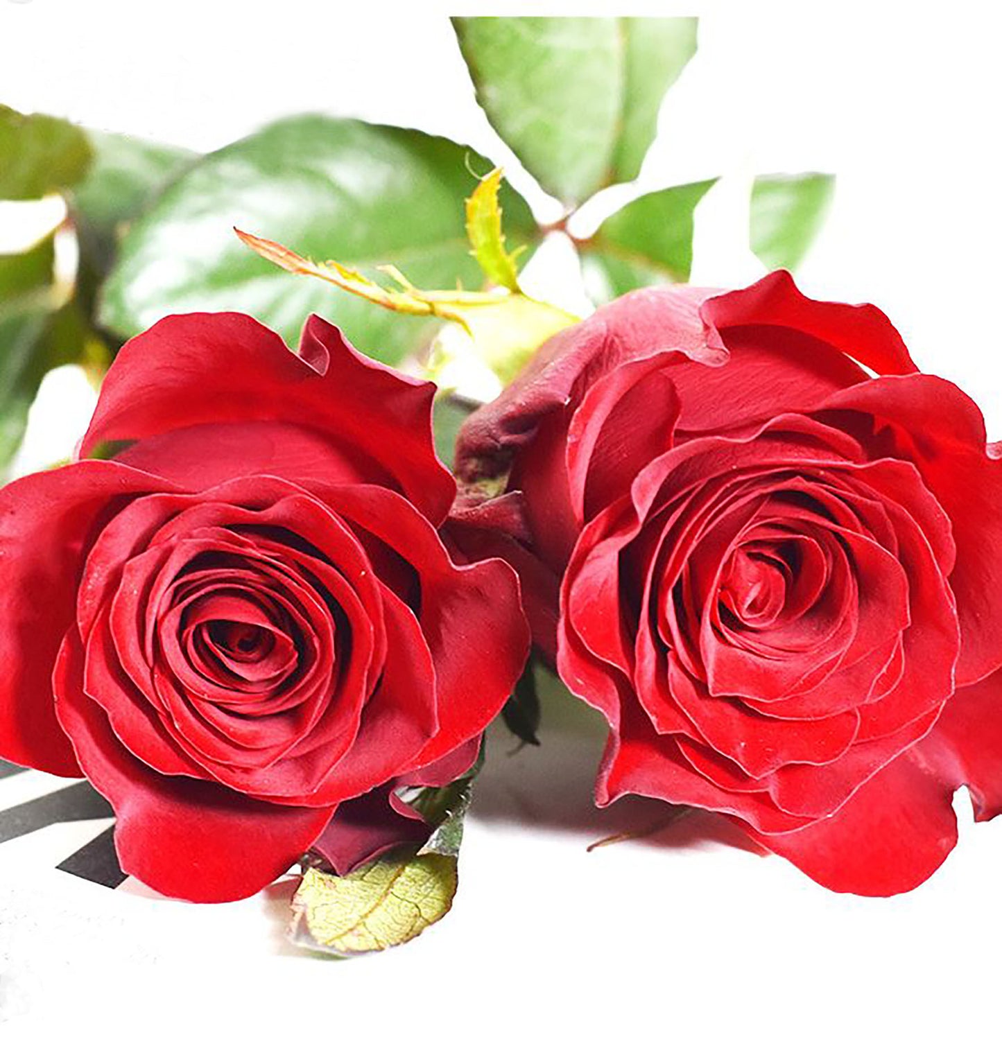 Rose Red Plateau 高原红,Non-Grafted/Own Root.