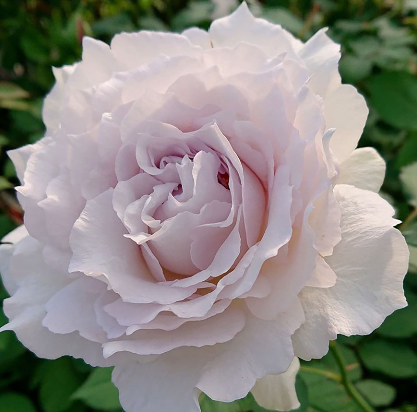 #SPJ101,Saphiret 莎菲天使 , Japanese Shrub Rose,Non-Grafted/Own Root.