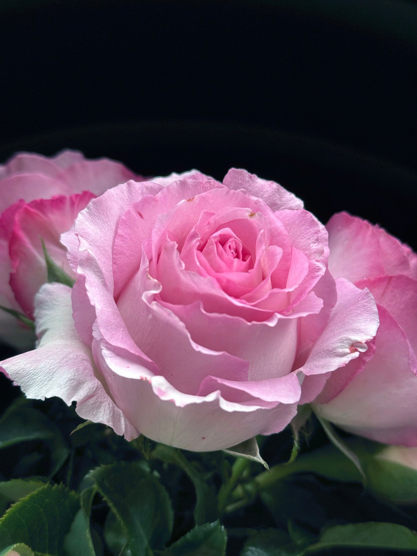 #SPJ098,Rien Rose 河本绊,Japanese Floribunda Rose,Fragrant and Thornless, Strong Disease Resistance, Non-Grafted/Own Root.