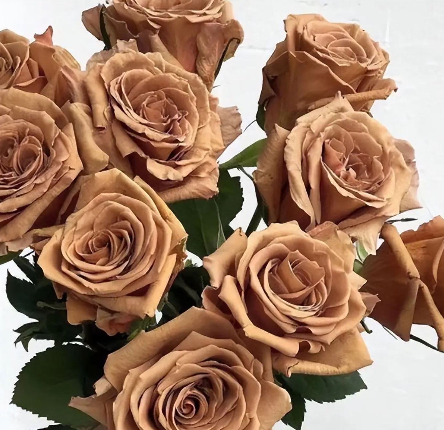 #SPQ069, Toffee 太妃糖, Shrub Rose, Strong Disease Resistance, Long flowering period, Non-Grafted/Own Root.