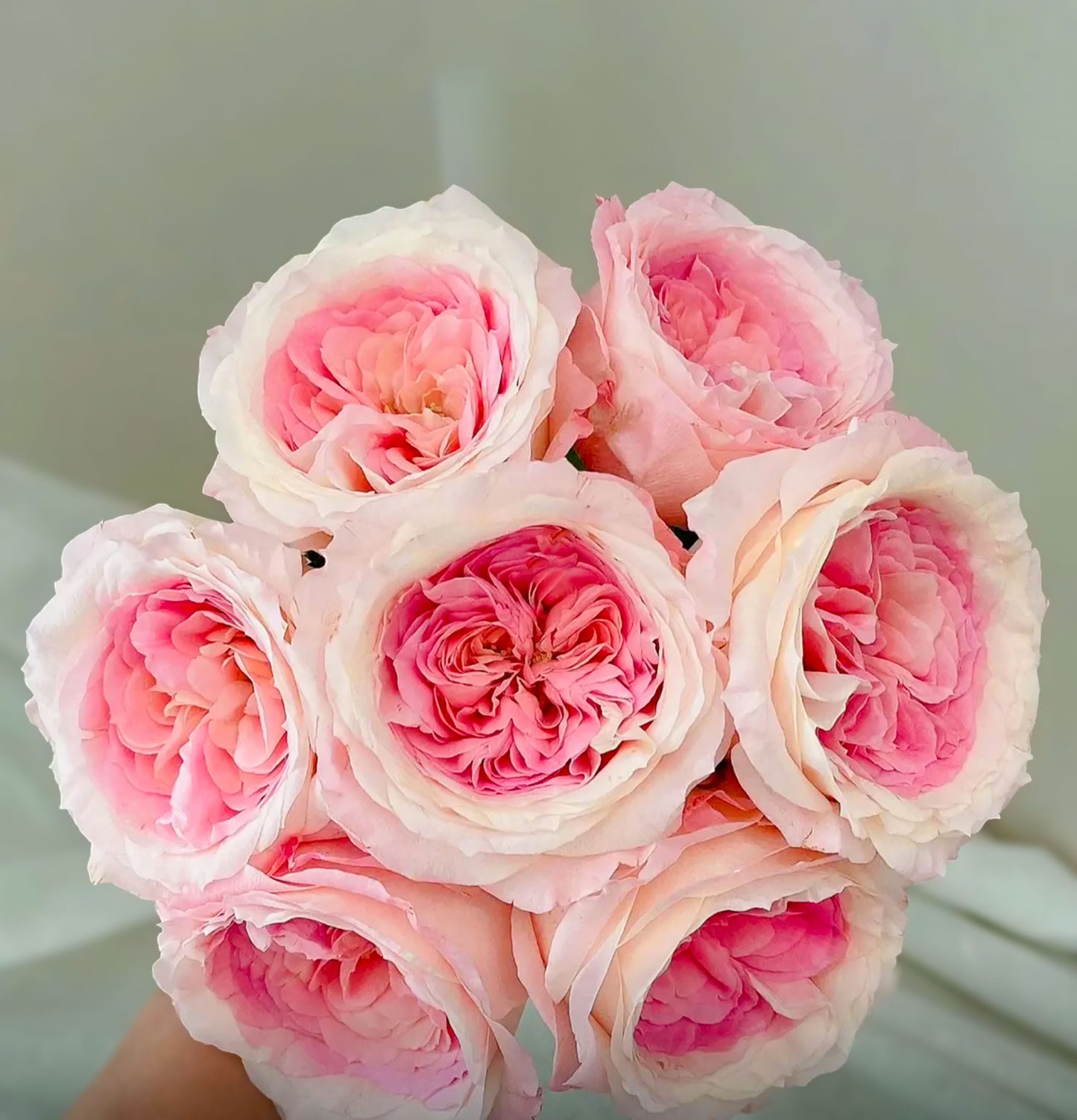 Mayra's Bridal Pink 粉色梅拉新娘, Florist Shrub Rose,Upright, Heat-tolerant, disease-resistant, Non-Grafted/Own Root.