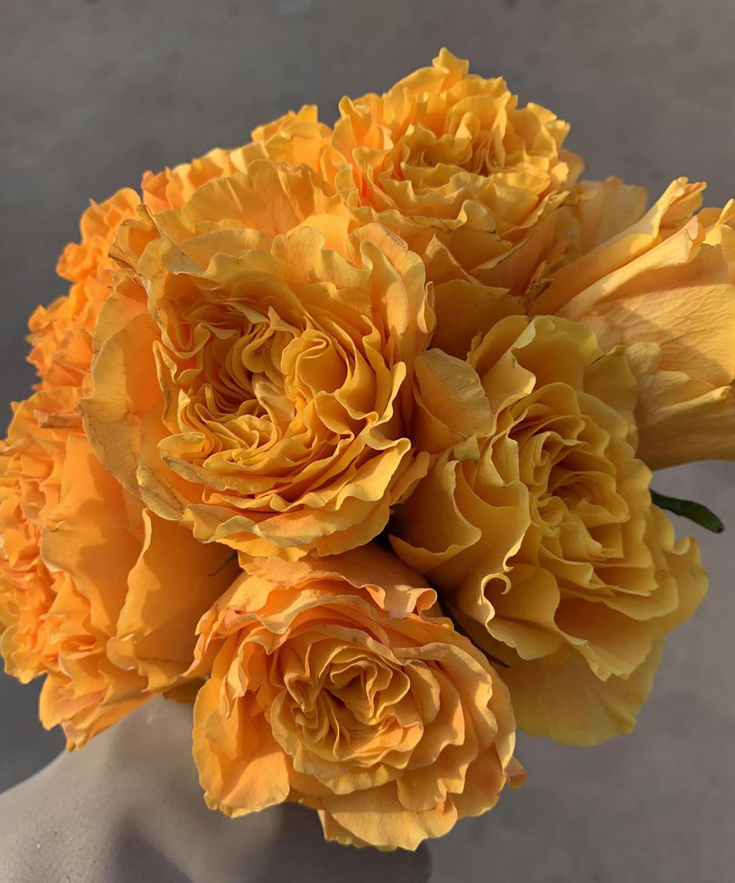 #SPJ270, Mango Lieber 芒果酒吧 ,Japanese Shrub Rose, Large Bright Orange Flower, Non-Grafted/Own Root.